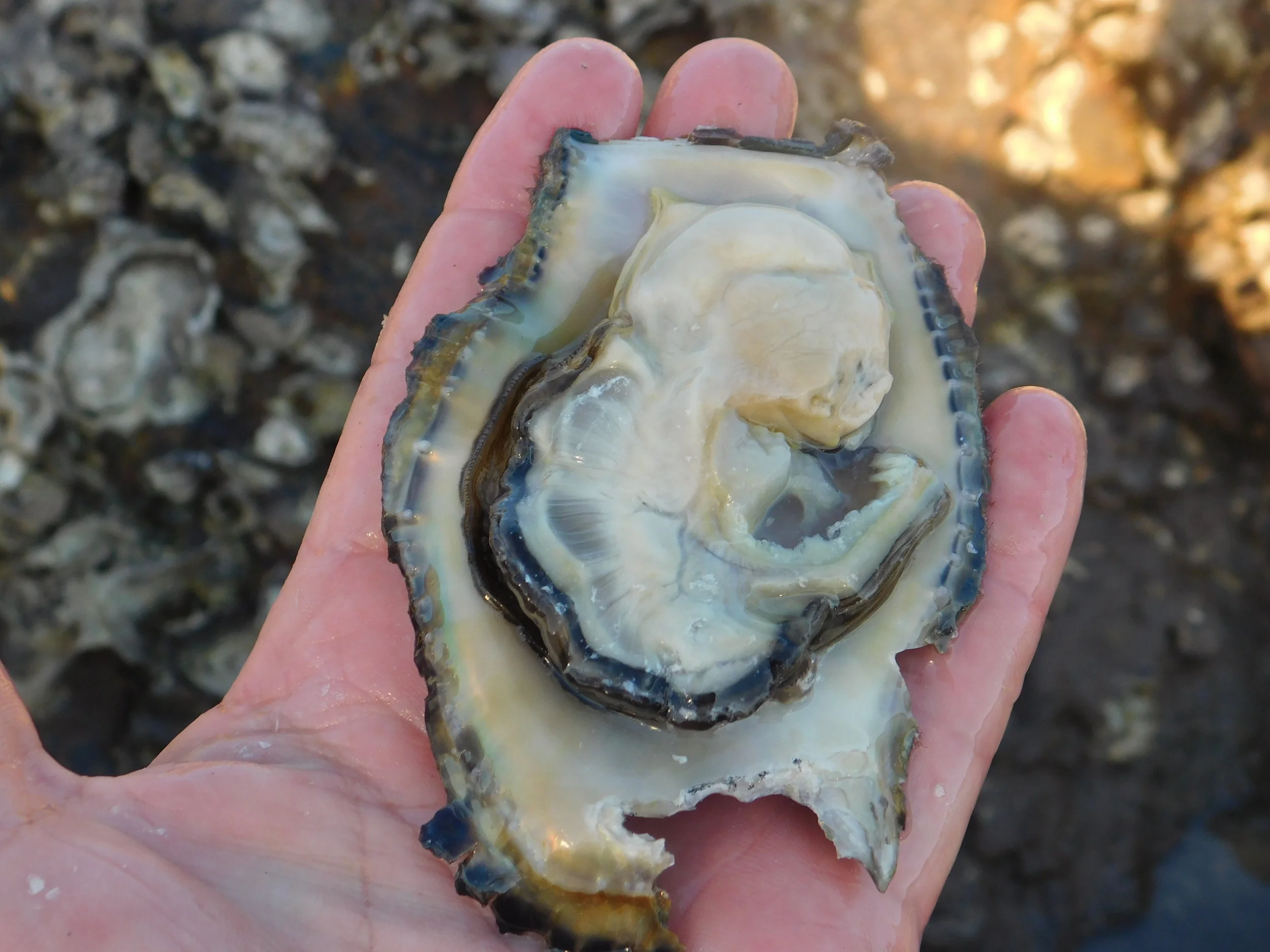 Jewies and moon 037.JPG