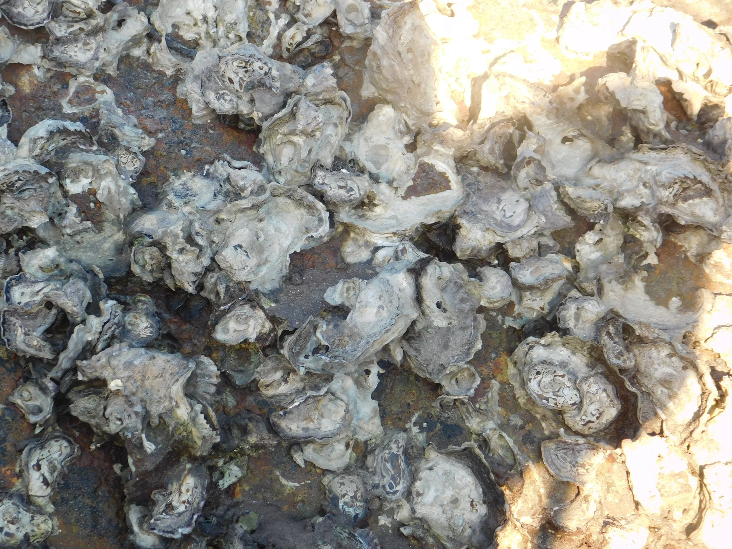 Jewies and moon 031.JPG