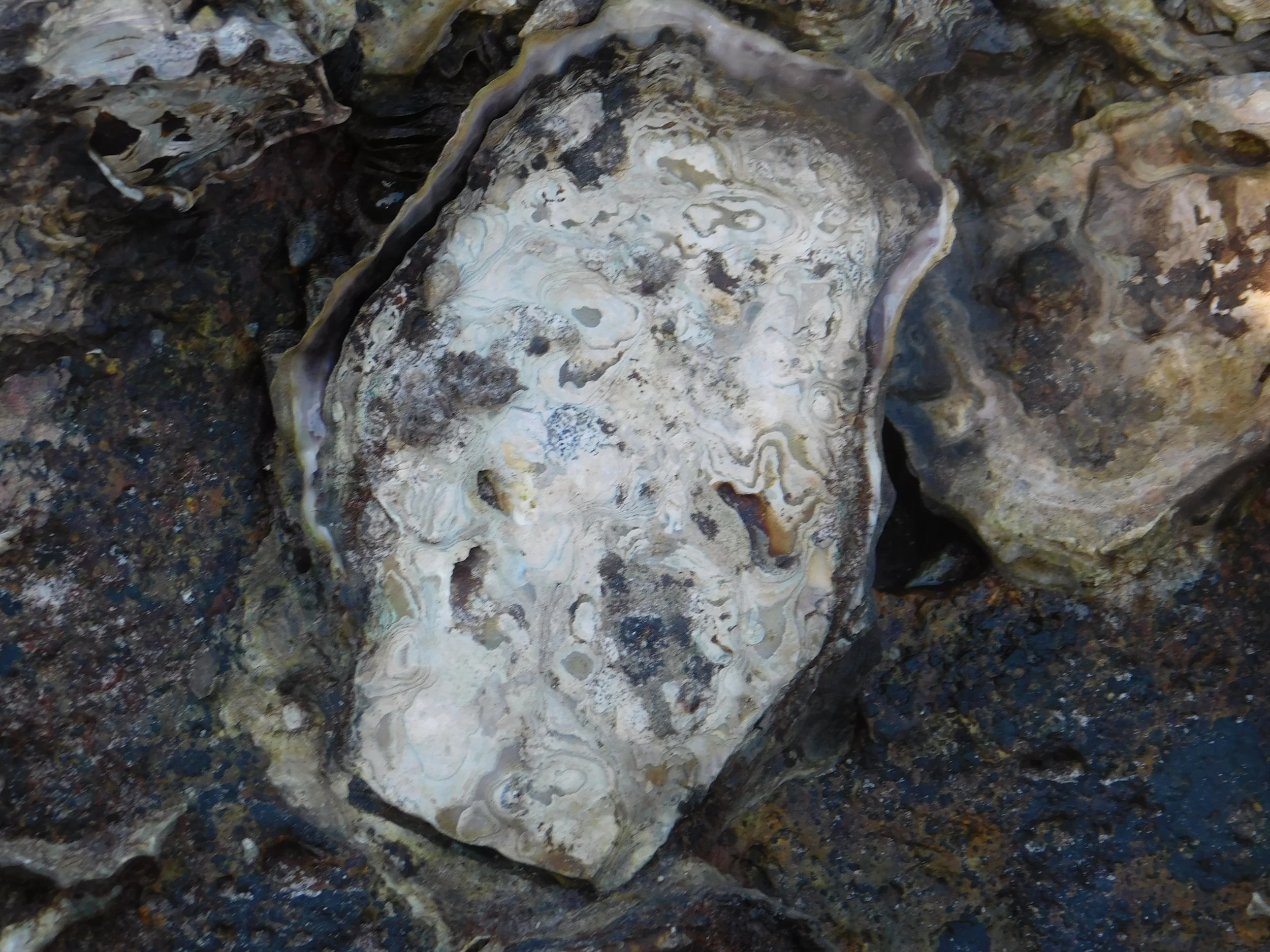 Jewies and moon 033.JPG