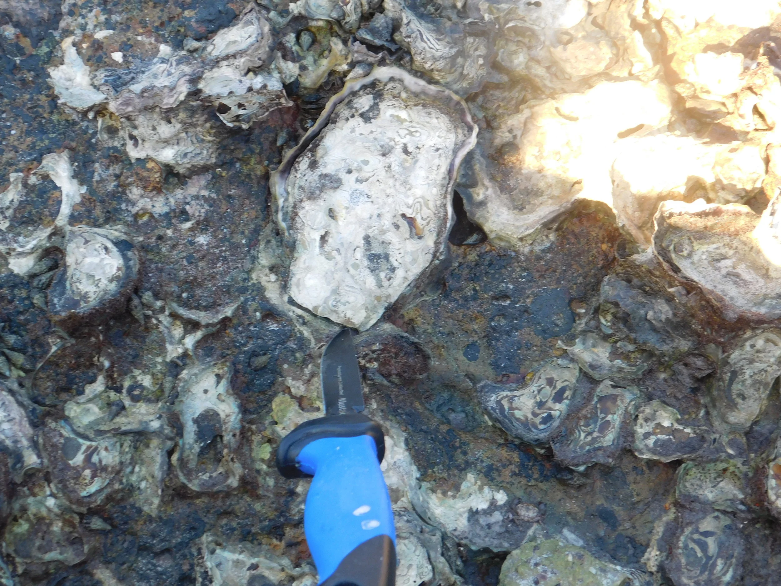 Jewies and moon 034.JPG