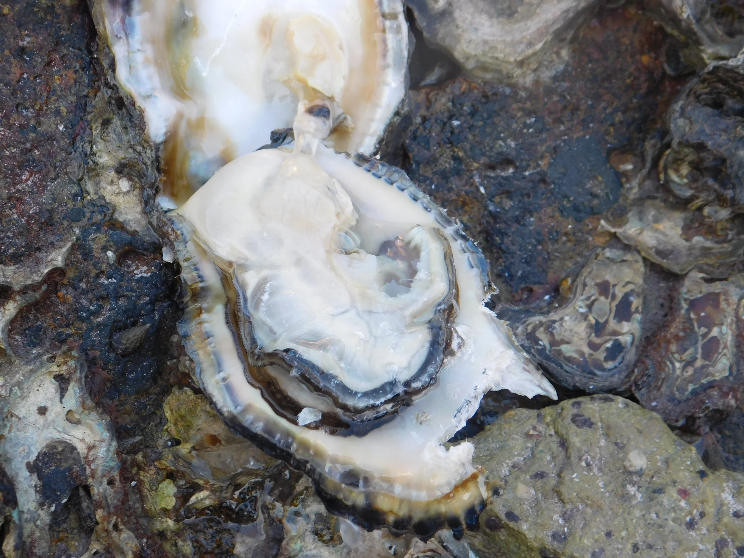 Jewies and moon 035.JPG