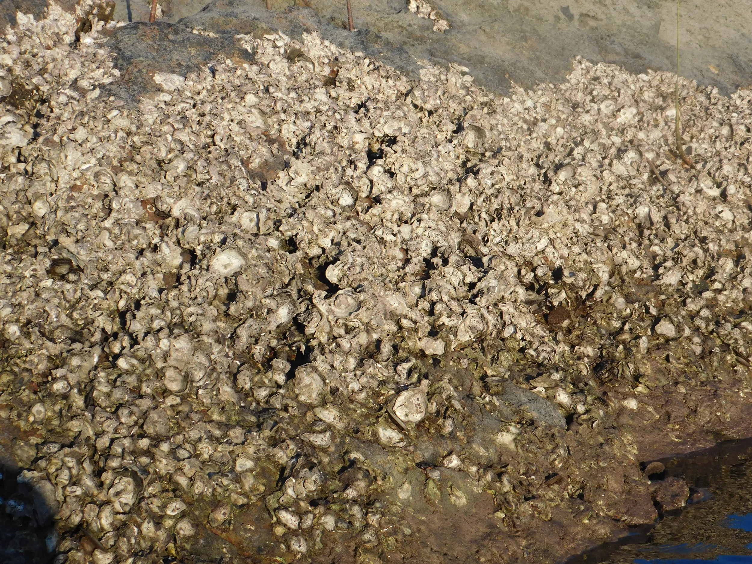 Jewies and moon 039.JPG