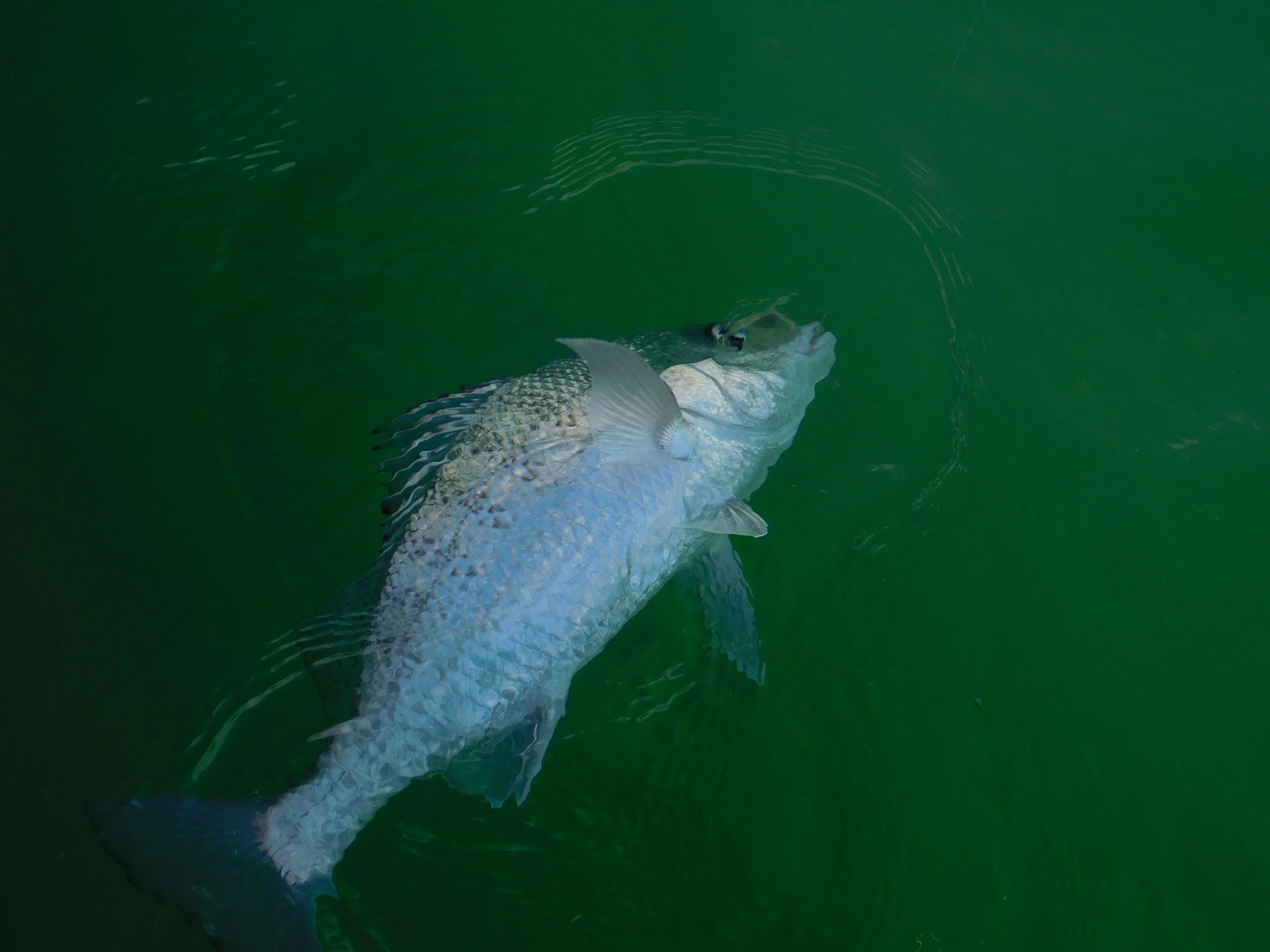 Jewies and moon 023.JPG