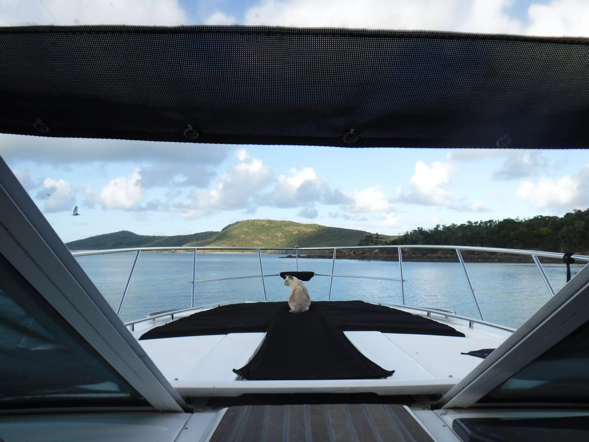  The cats keeping lookout as we cruise into Tongue Bay to set the pots. 