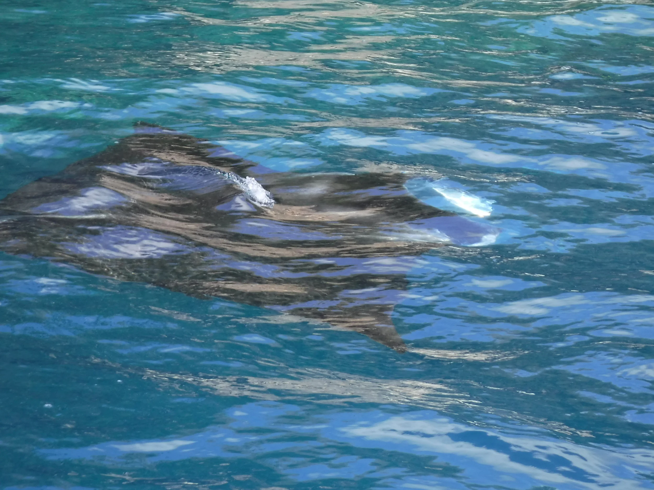 One of the Whitsunday visitors. A Manta Ray cruising the fringing reef off Linderman Island.