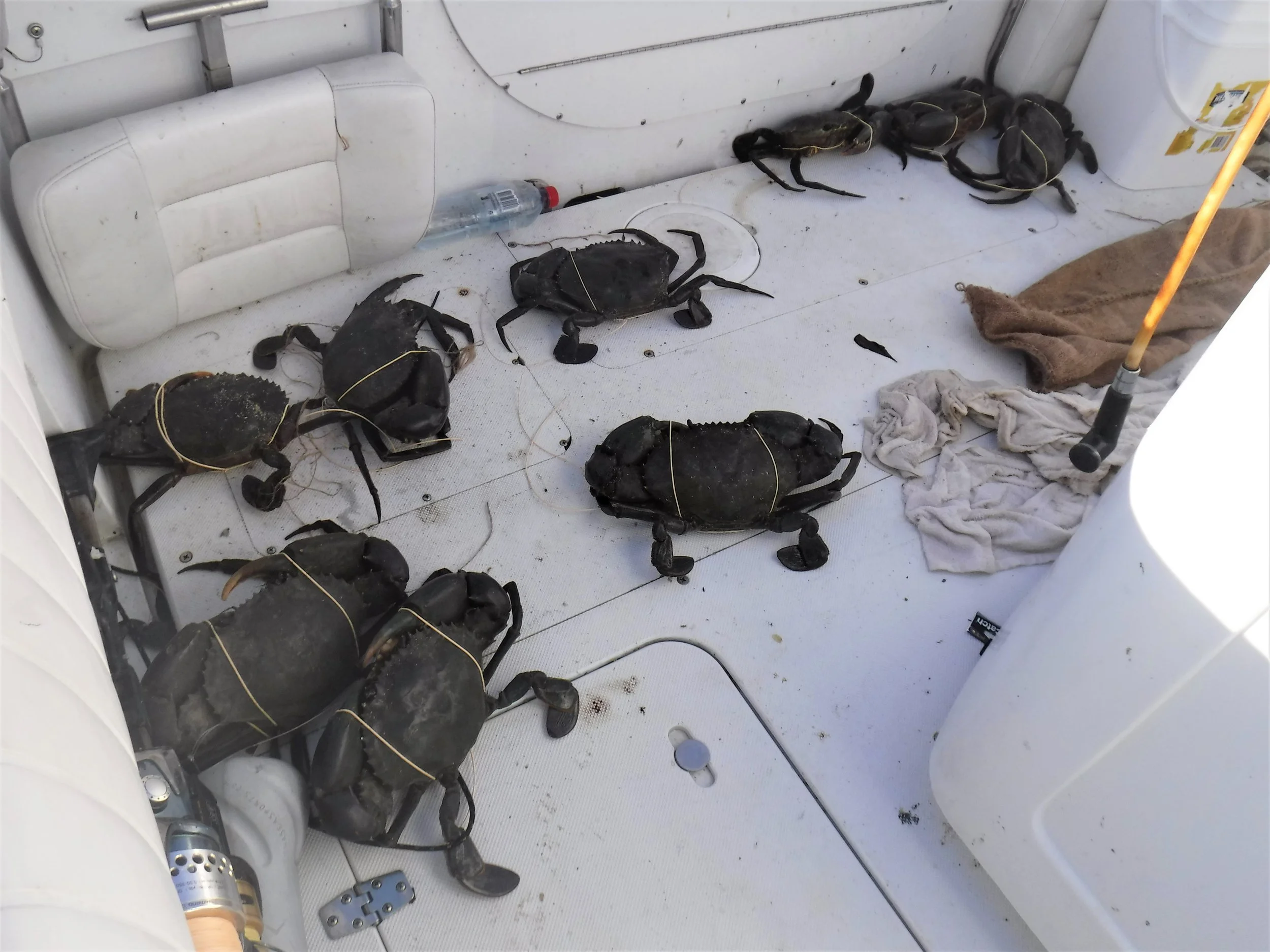 & of course they had all escaped from the bag by morning.