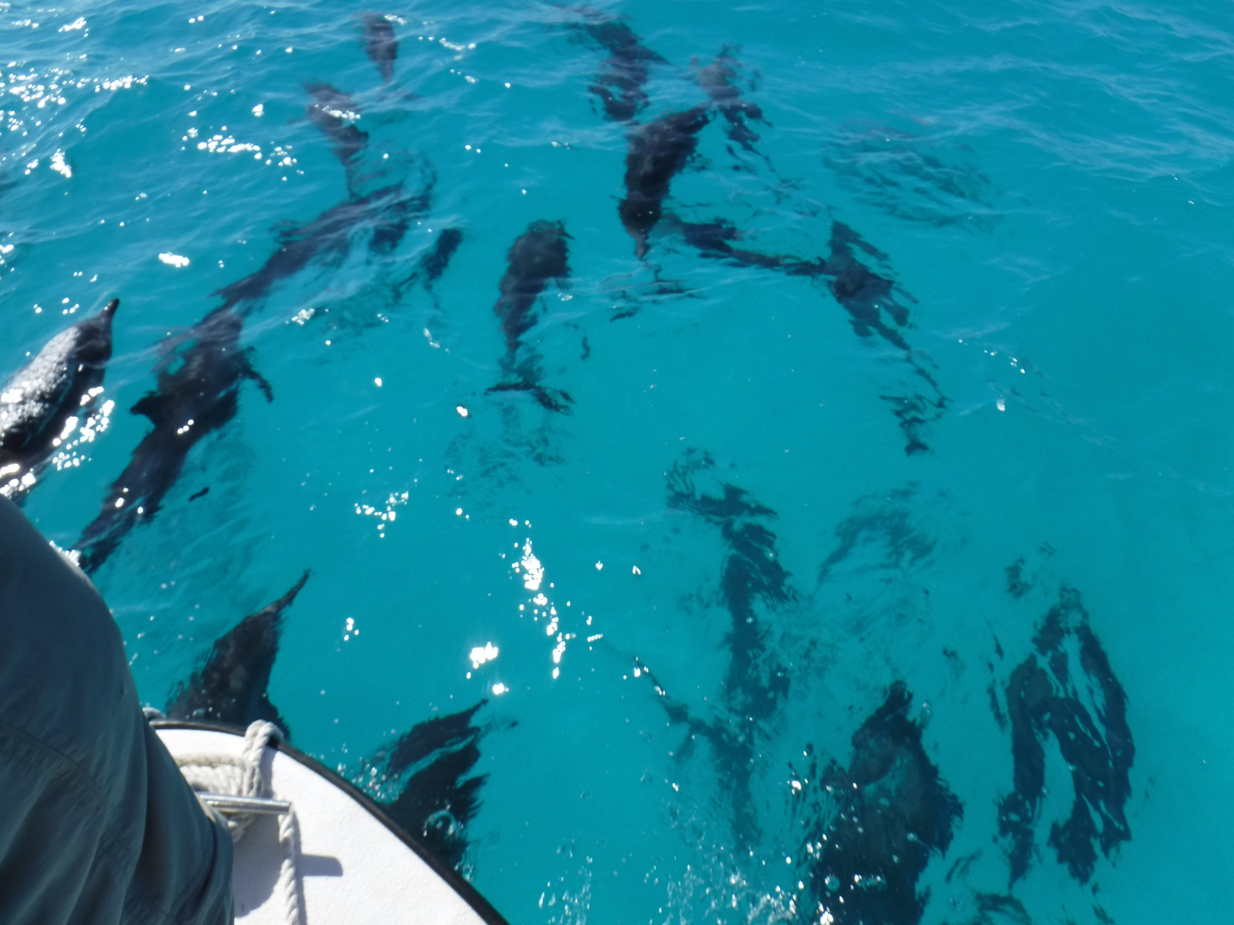 A huge pod of Dolphins follow every boat through the lagoon entrance.