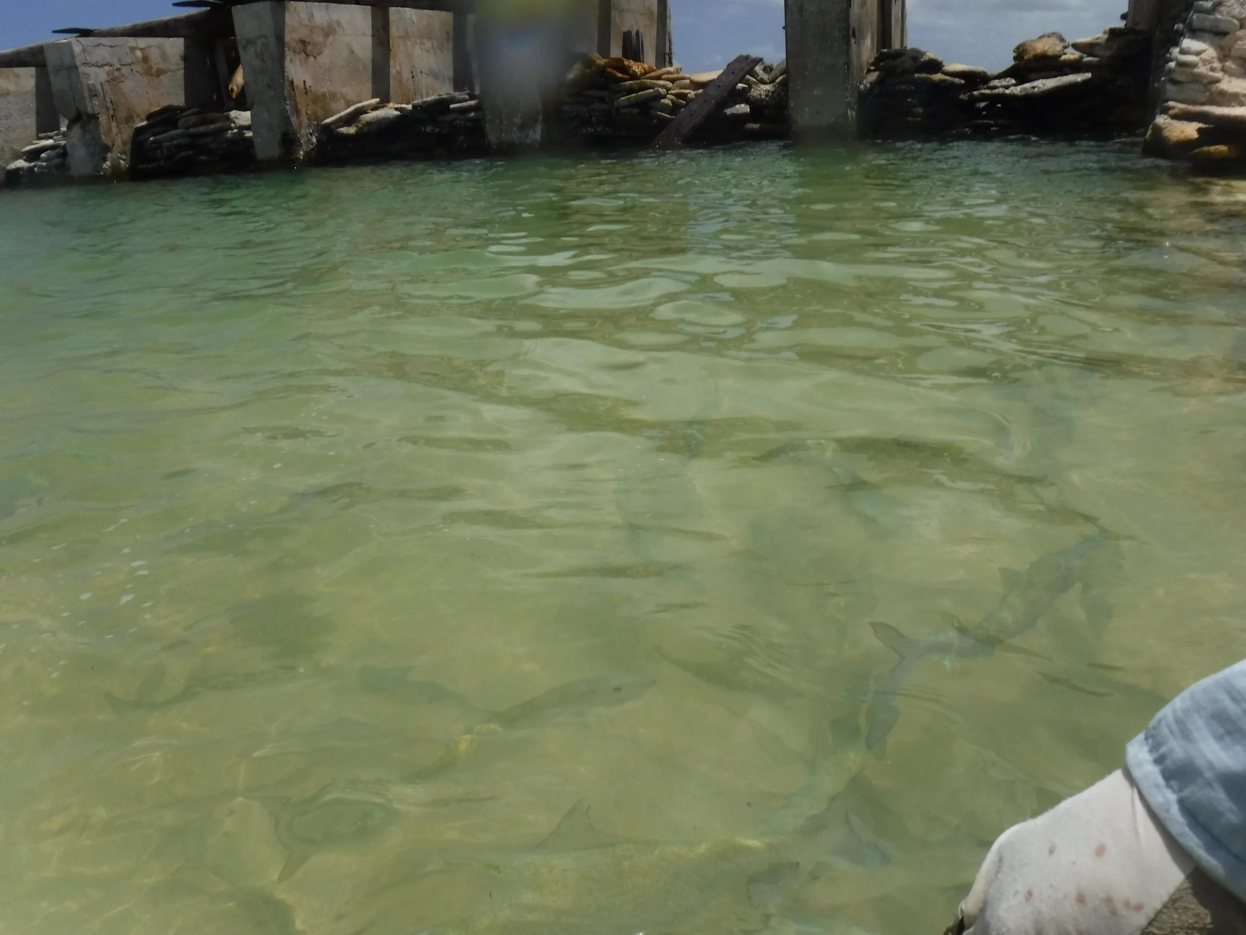 Hand feeding the baby bonefish at Haff dam