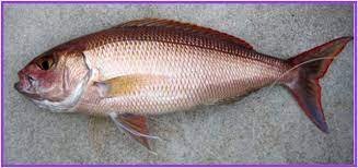 rosy snapper.jpg