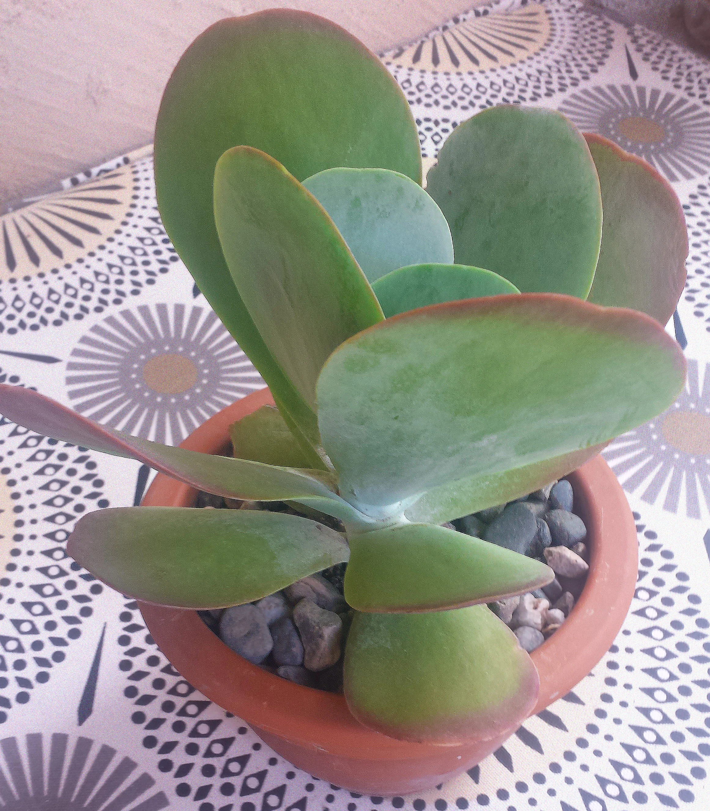 Kalanchoe luciae