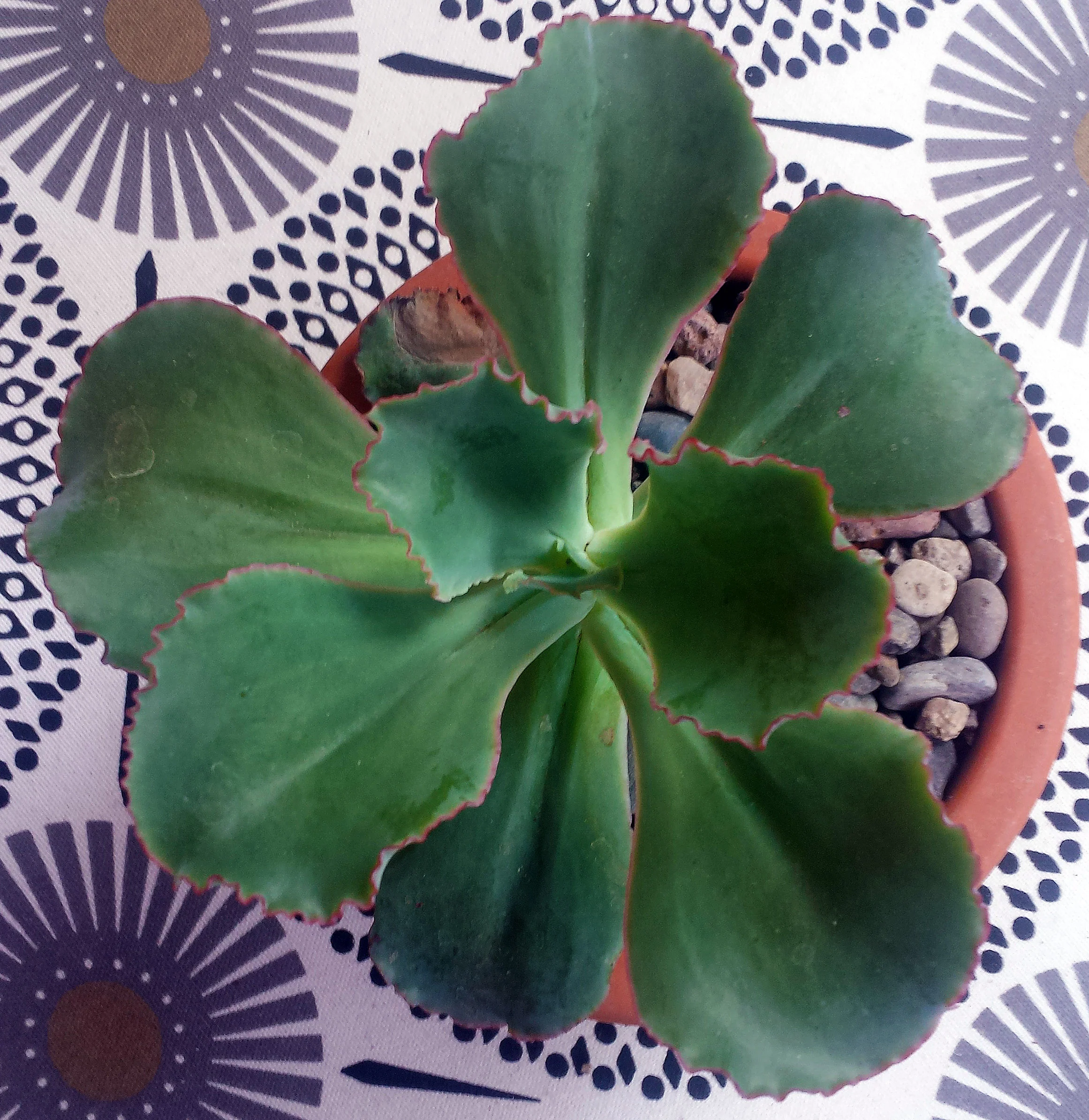 Echeveria ruffles