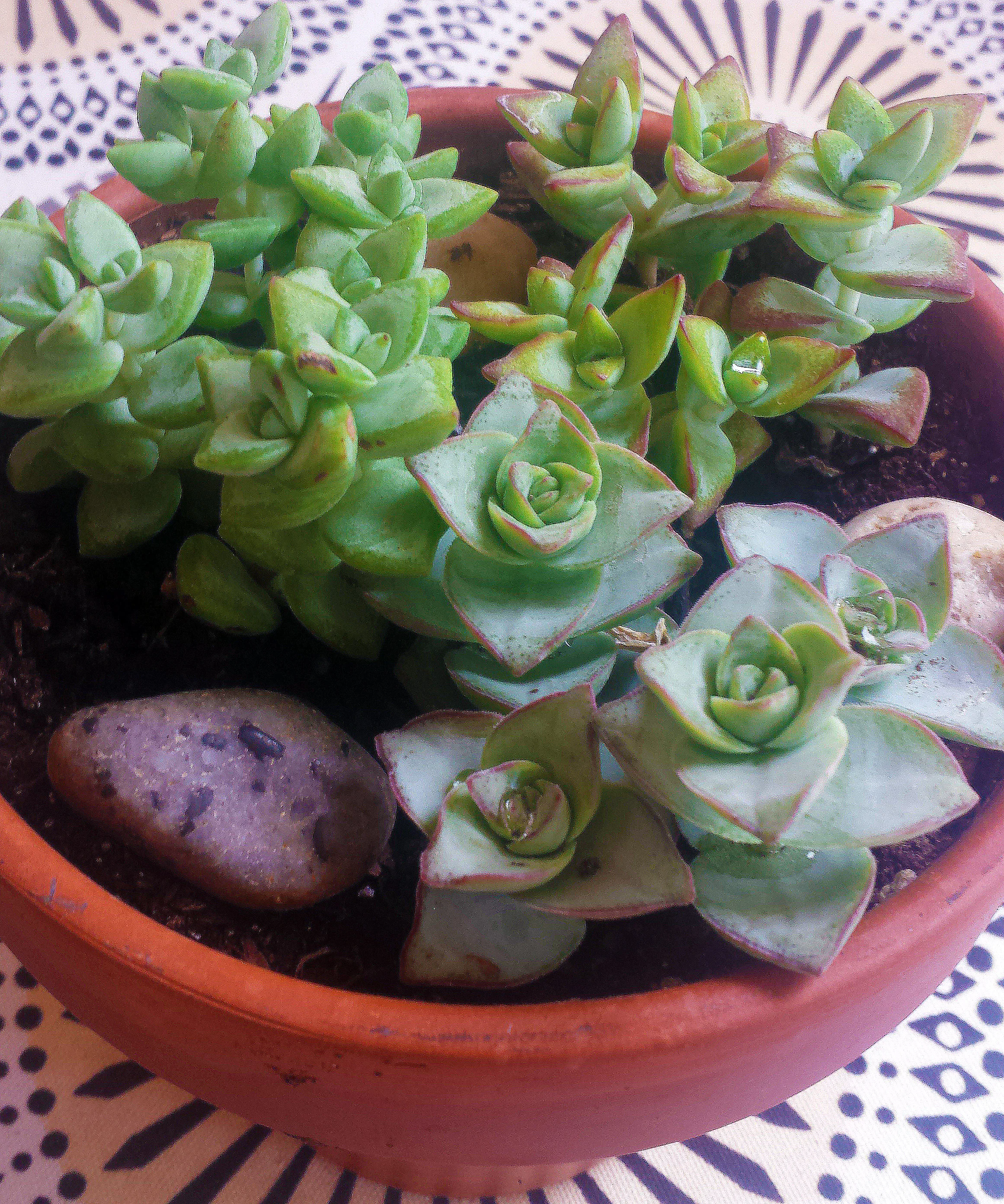 Crassula mix