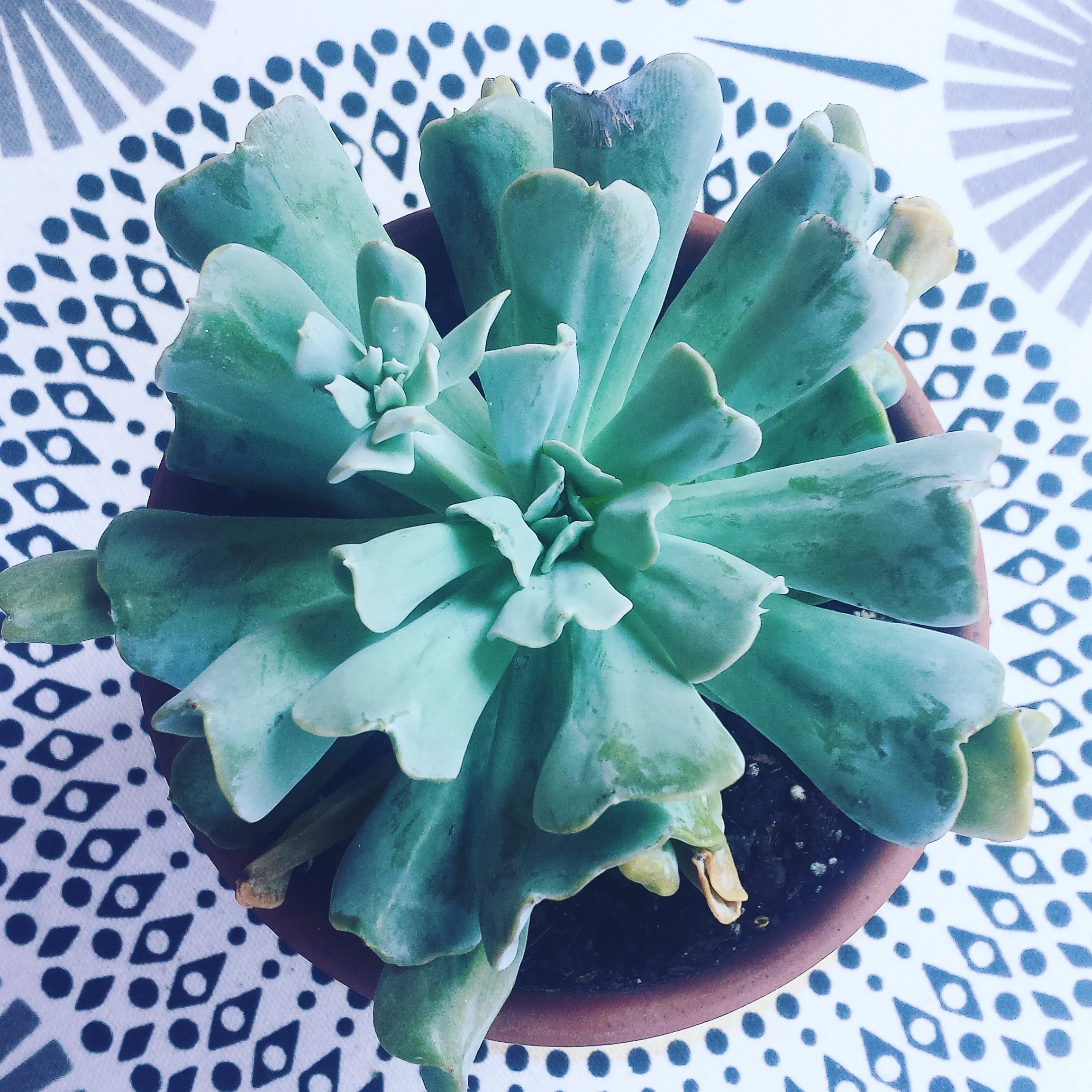 Echeveria runyonii