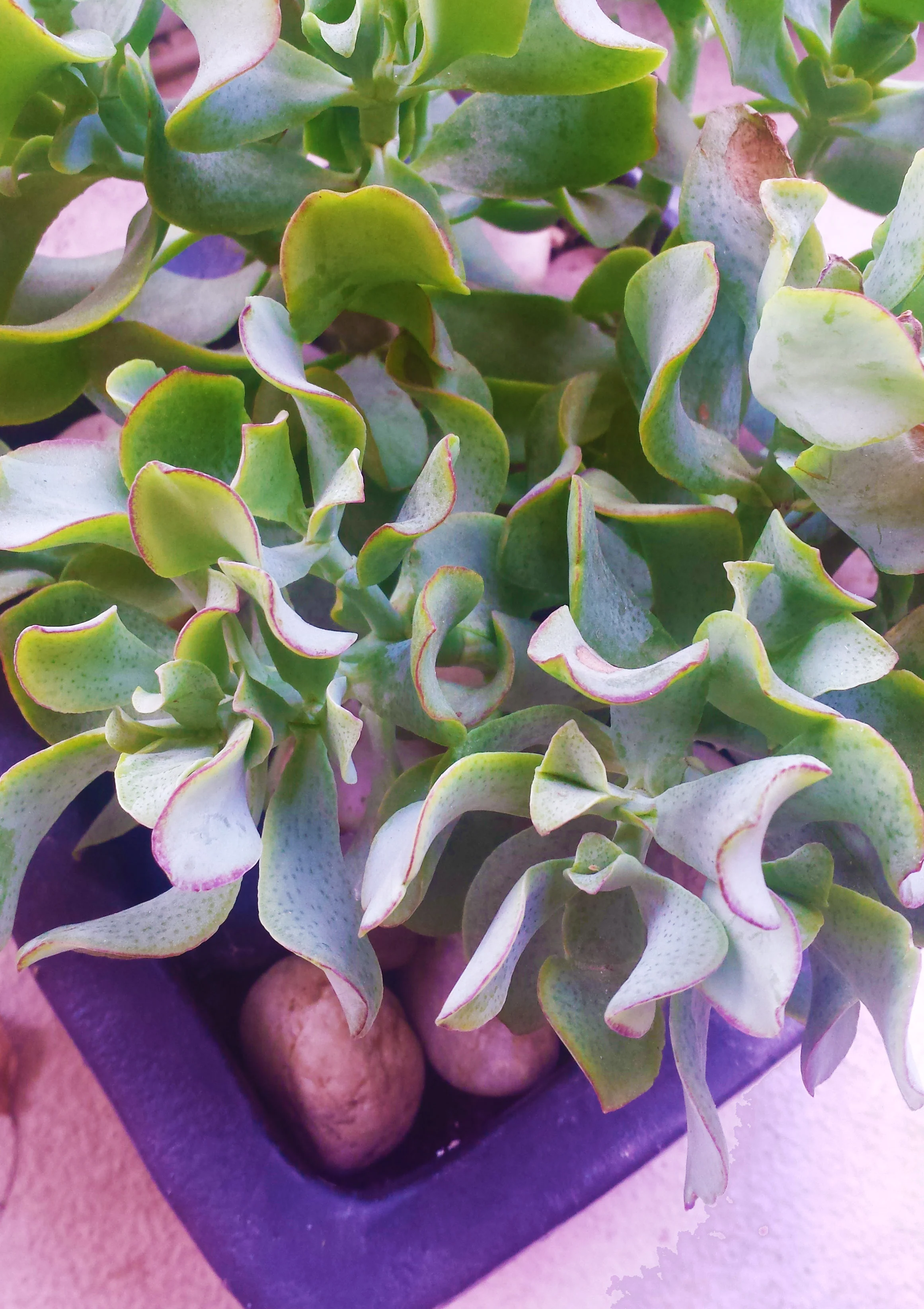 Crassula undulata