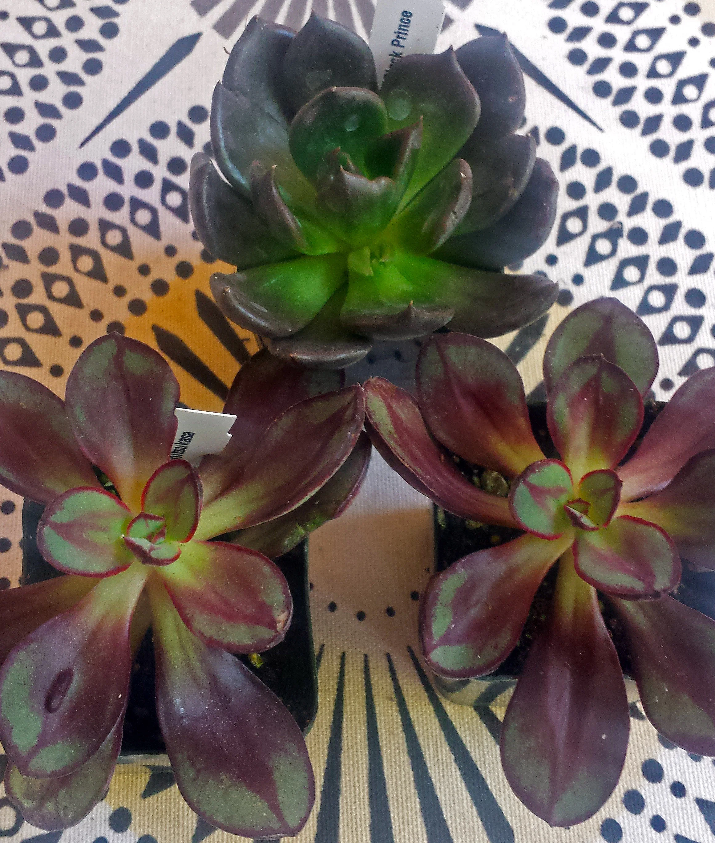 Echeveria affinis, benitsukasa