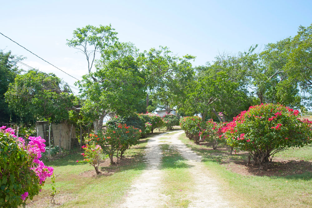 Driftwood_Treasure_Beach_Jamaica_43.jpg