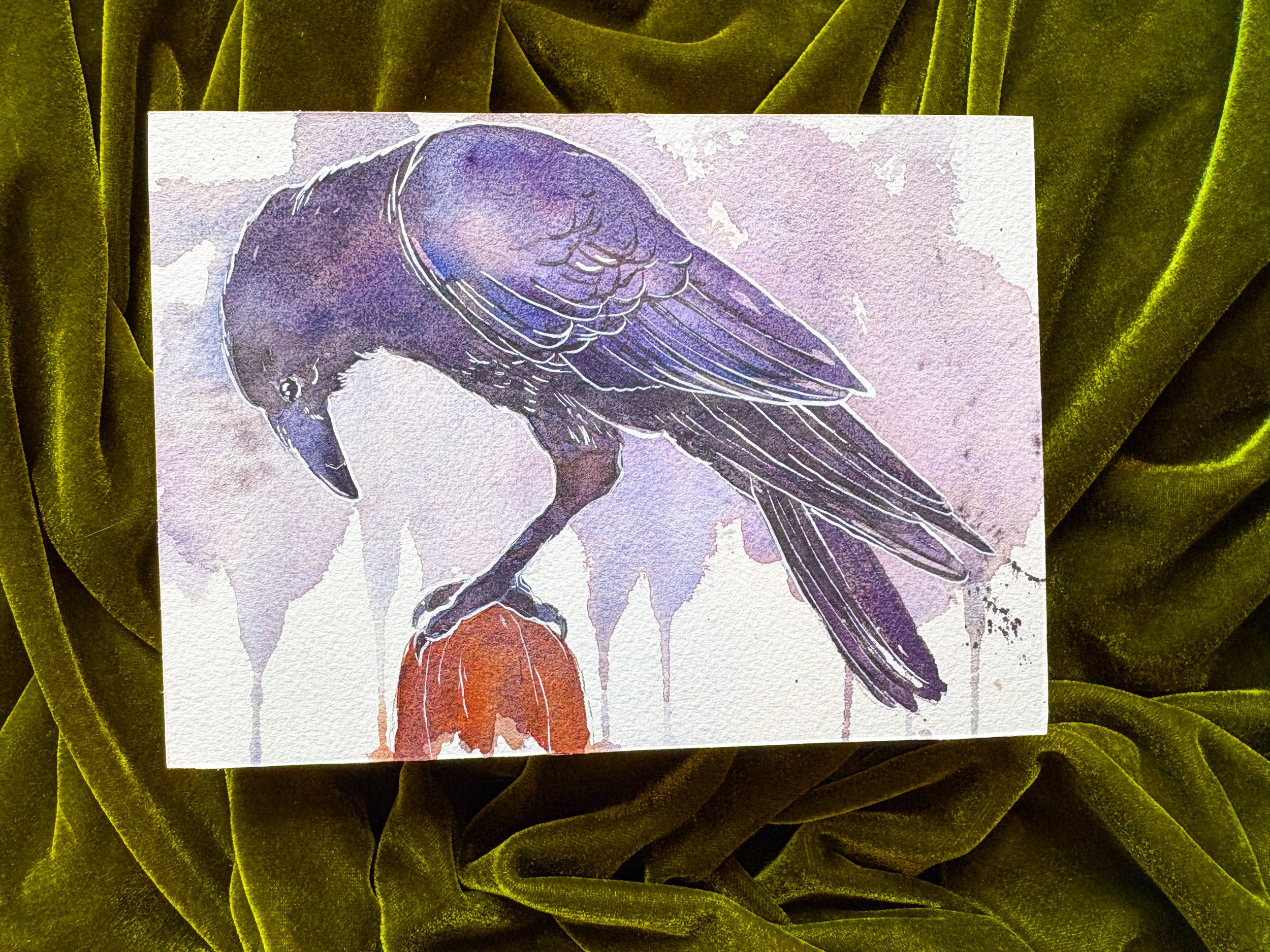 “Curious Raven”