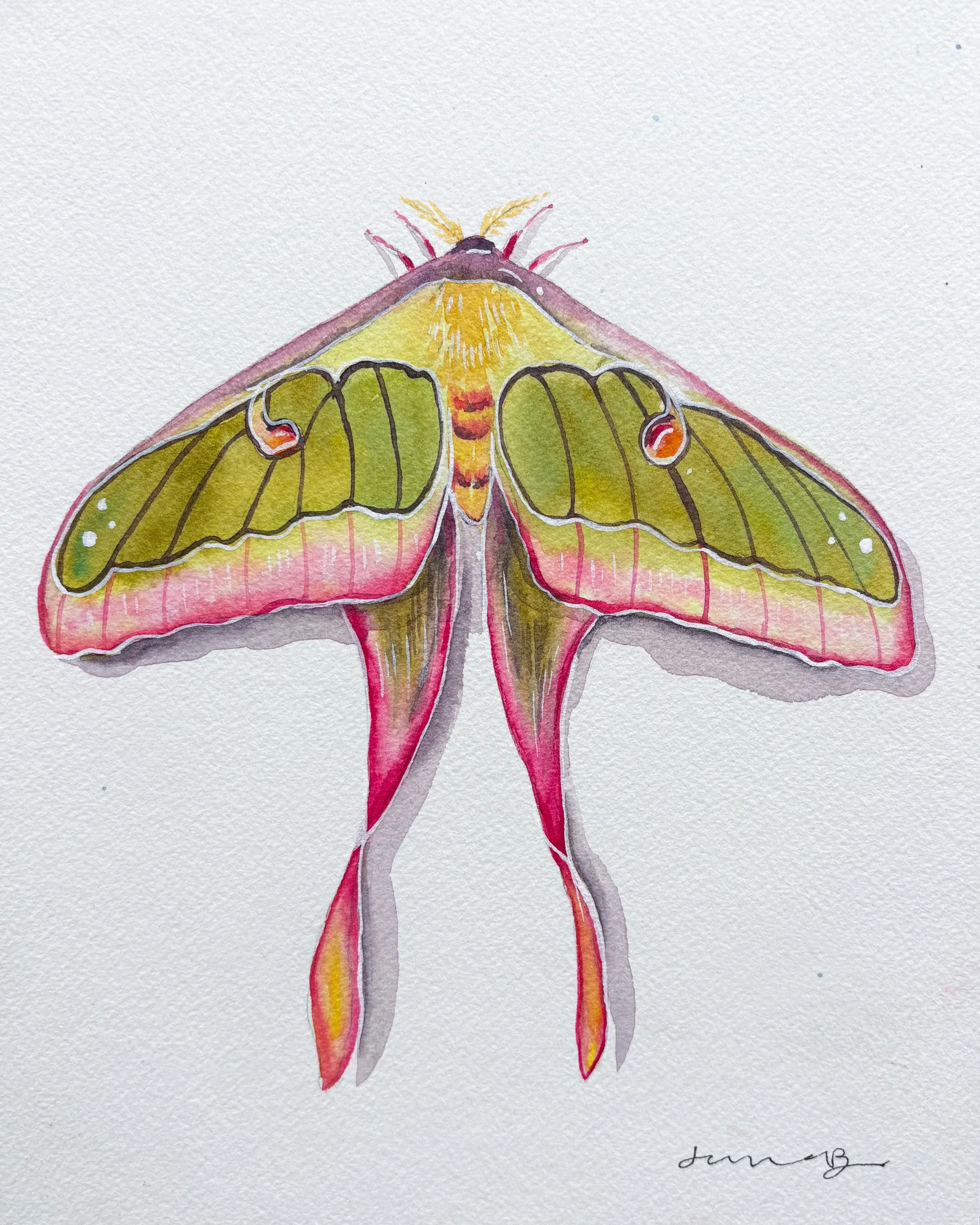 Good Omens (moth)  - (PRINT)