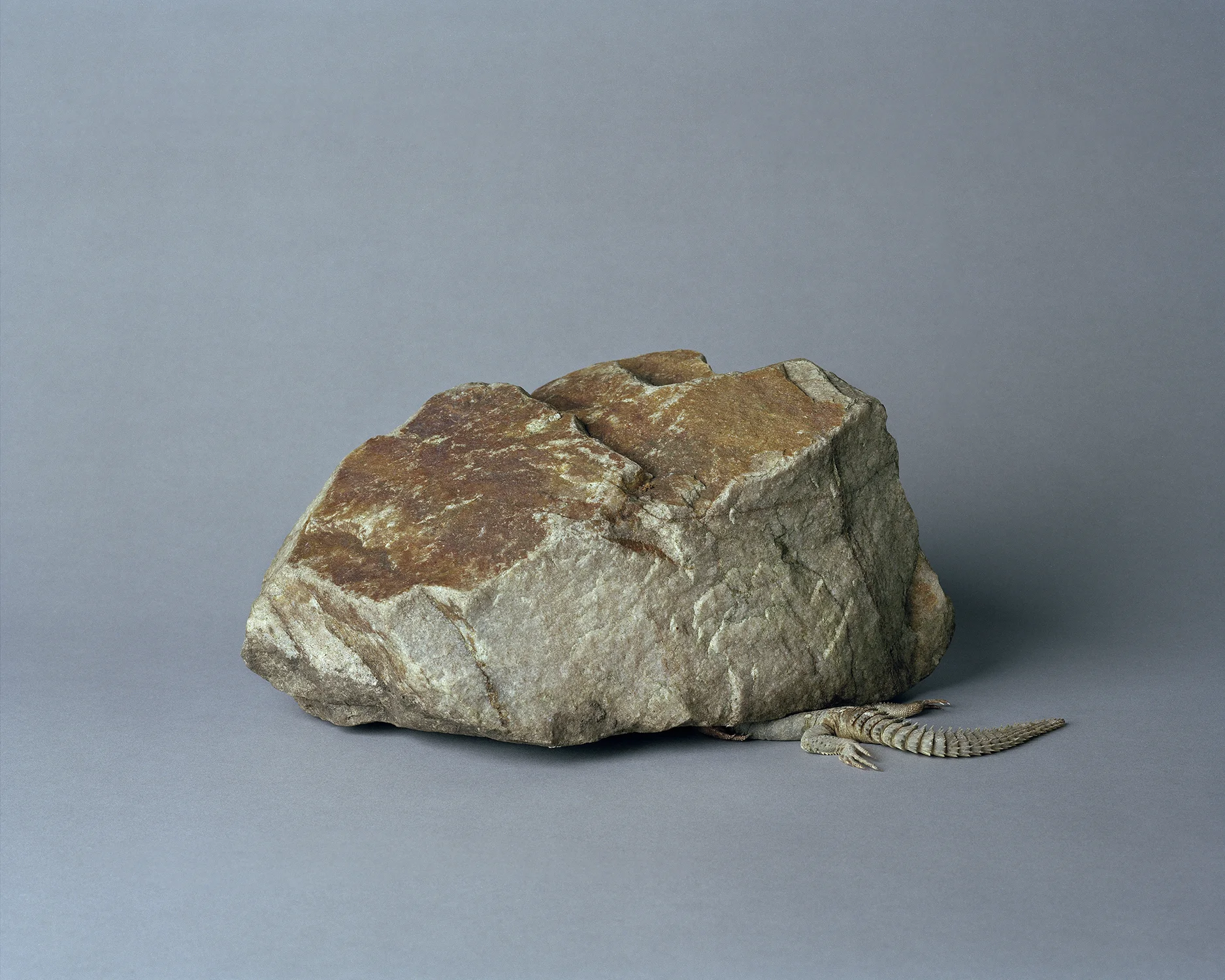 Heidegger's Lizard