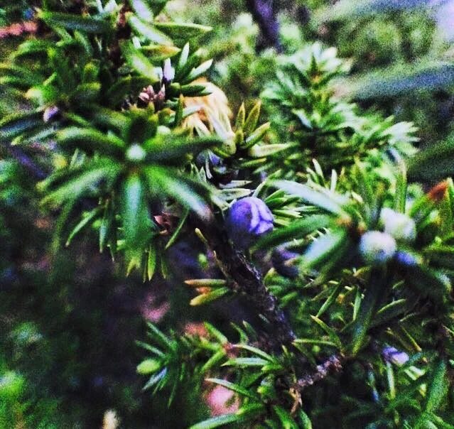 juniper.jpg