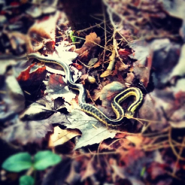 snake2012.jpg