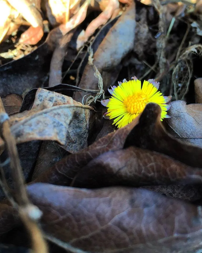 Coltsfoot2016.jpg