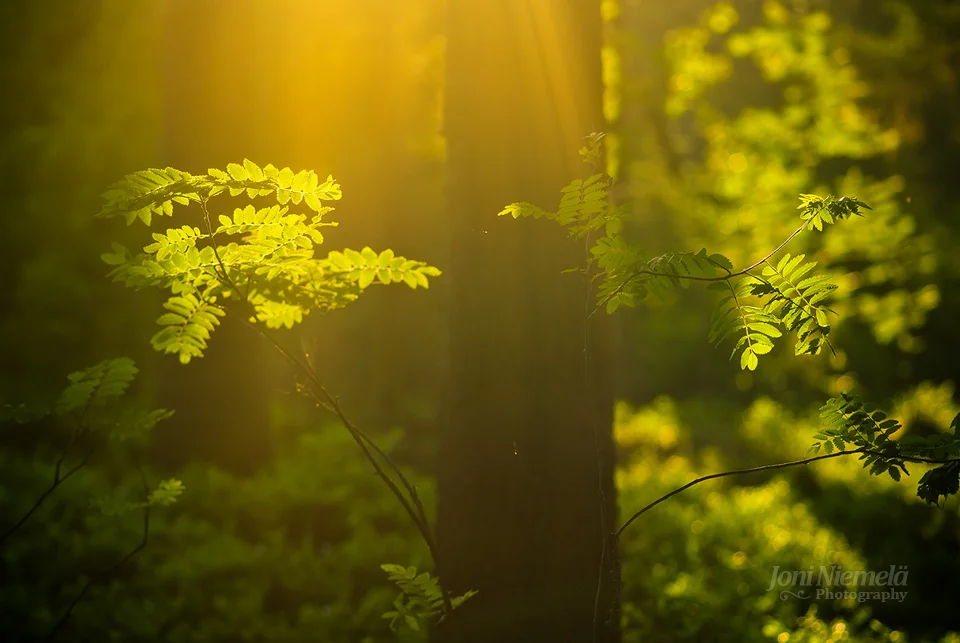 summer_forest_by_nitrok-d3j62pe.jpg