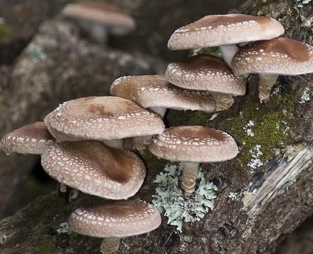 shitake_1.jpg