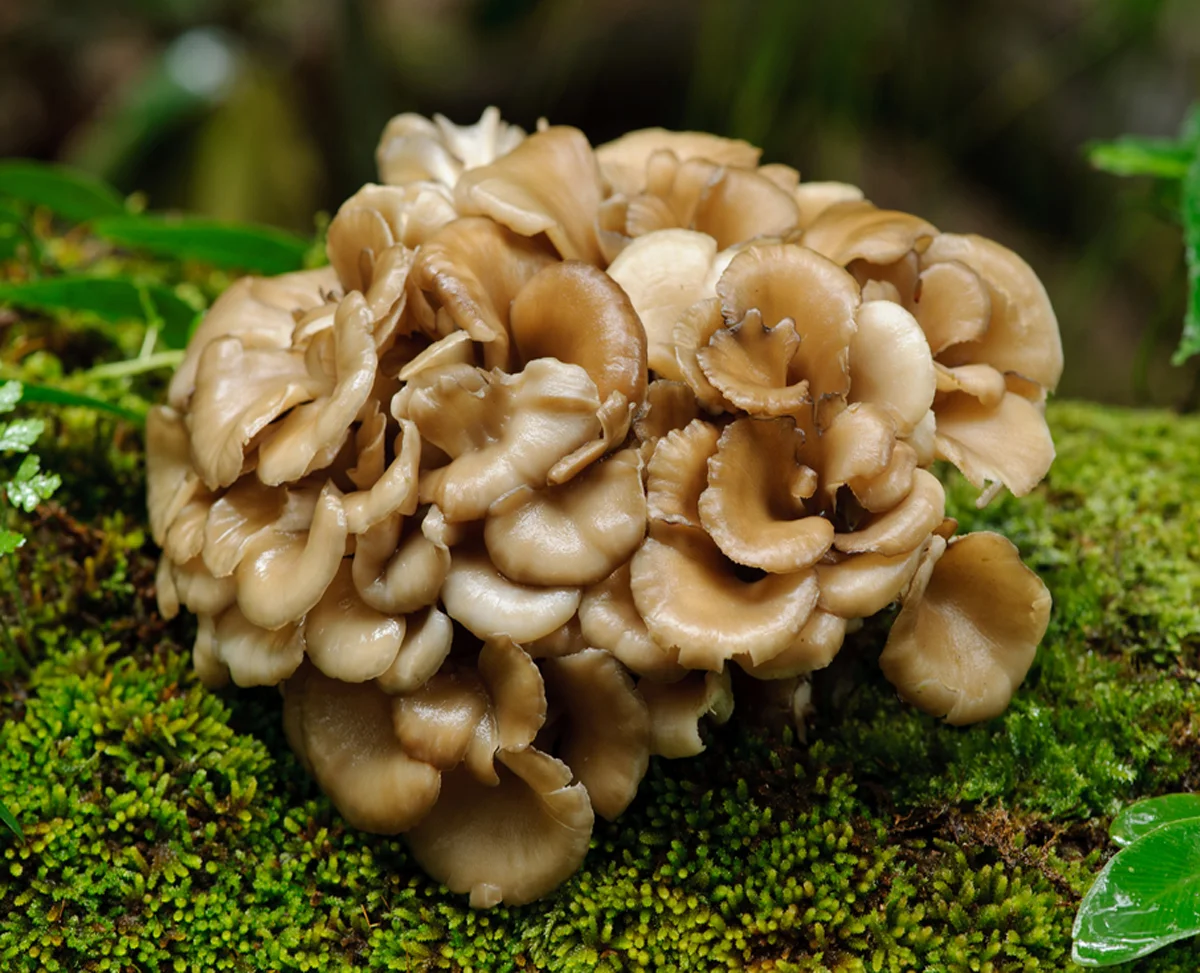 maitake_1.jpg