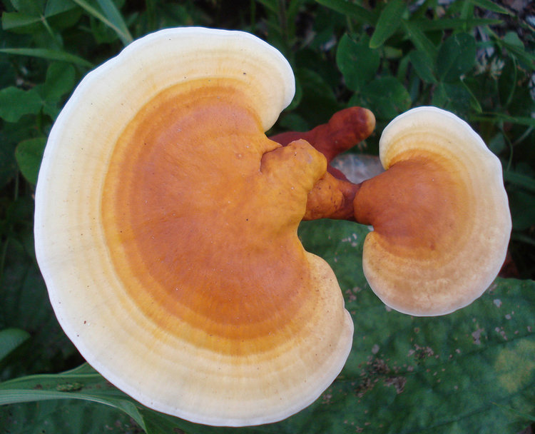 Boost Your Immune System With Medicinal Mushrooms