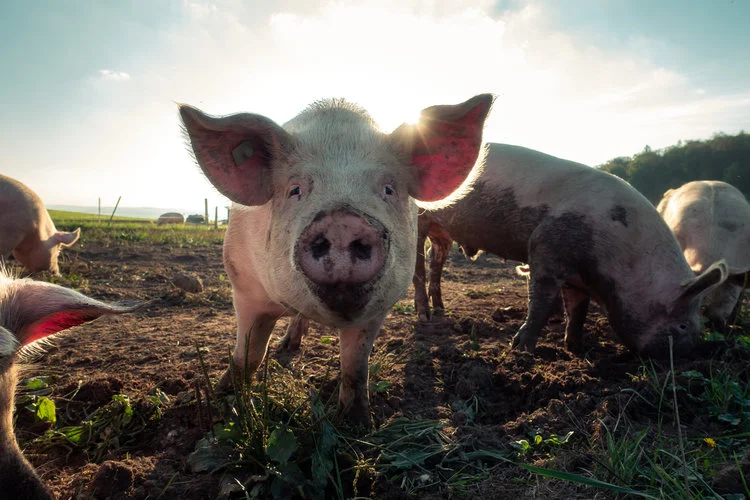 Happy Chinese New Year: Welcome Earth Pig