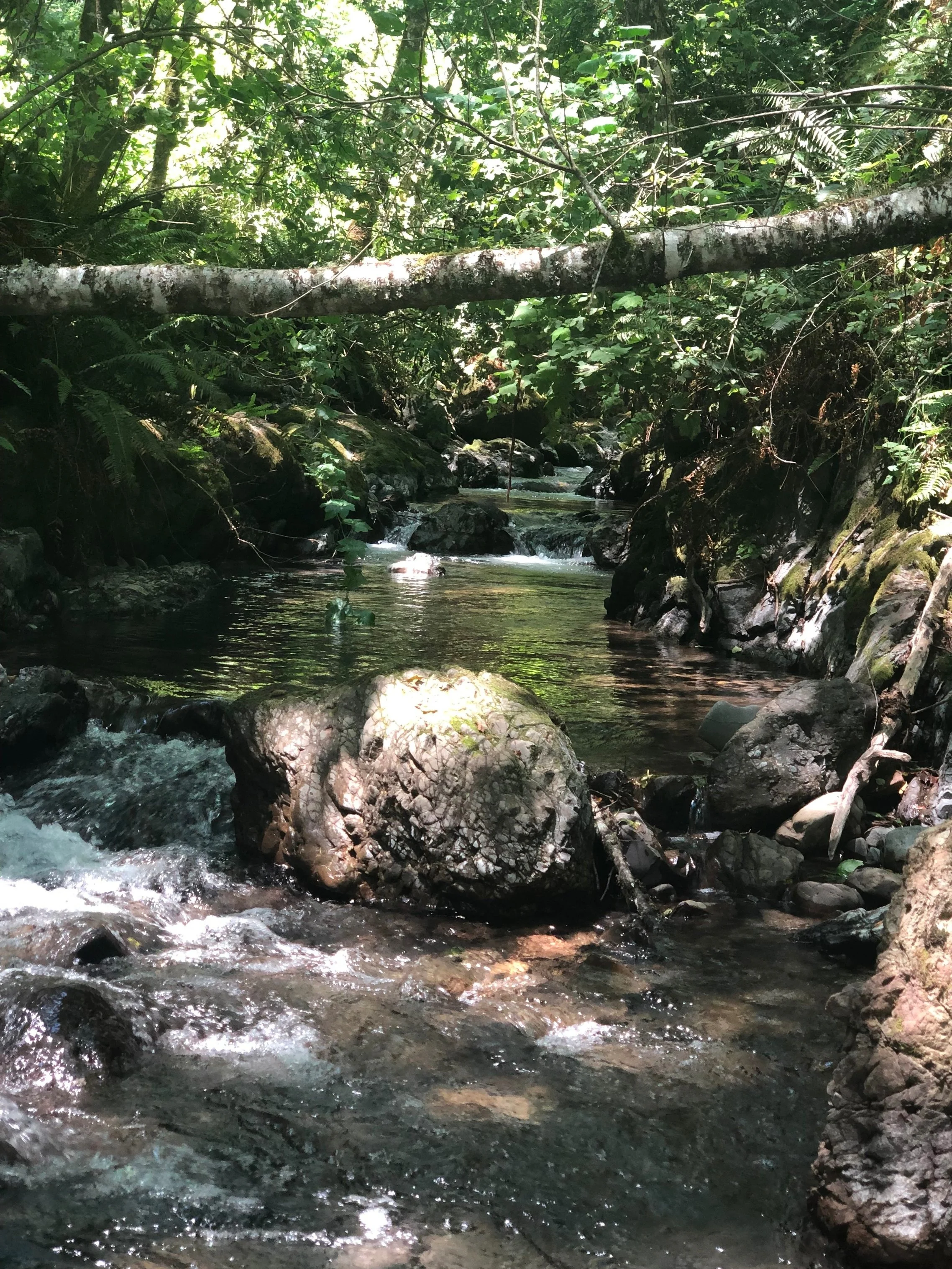The Benefits of Forest Bathing