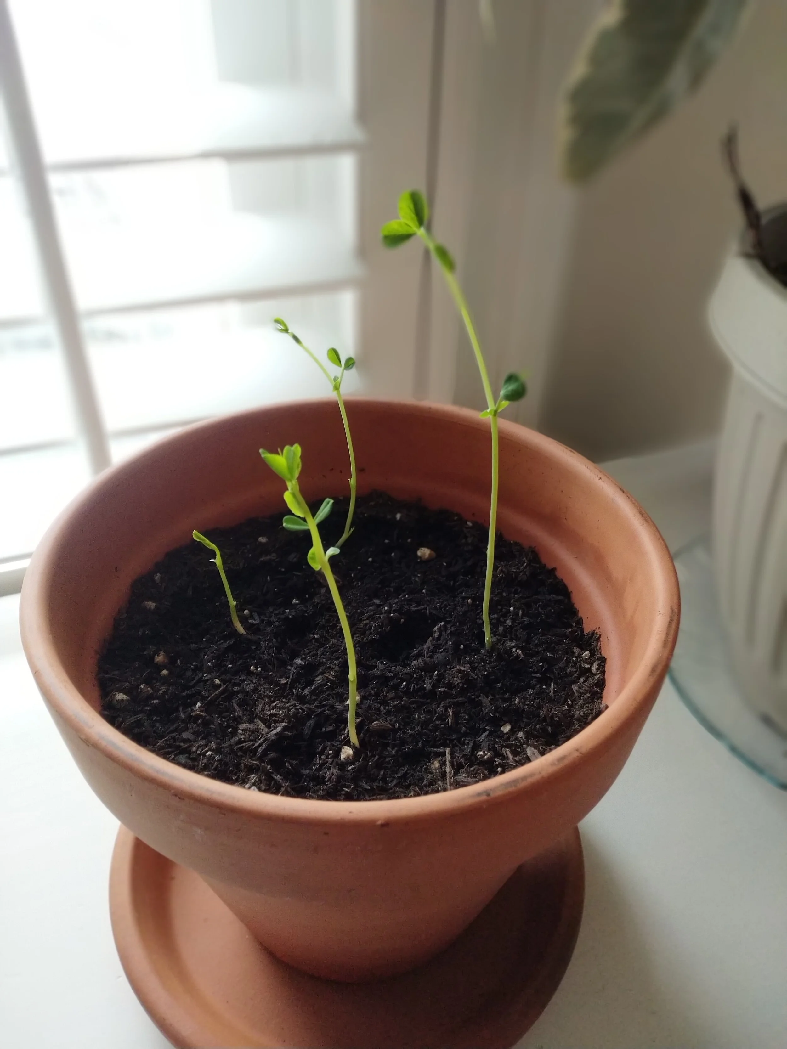 Plant.jpg