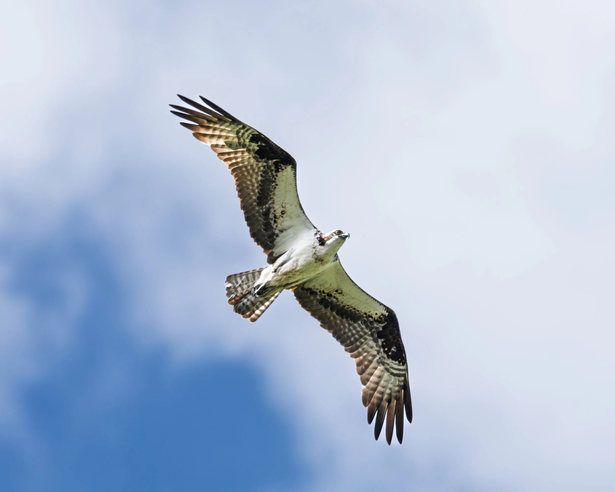 Osprey - Green-Wood Cemetery, Brooklyn NY