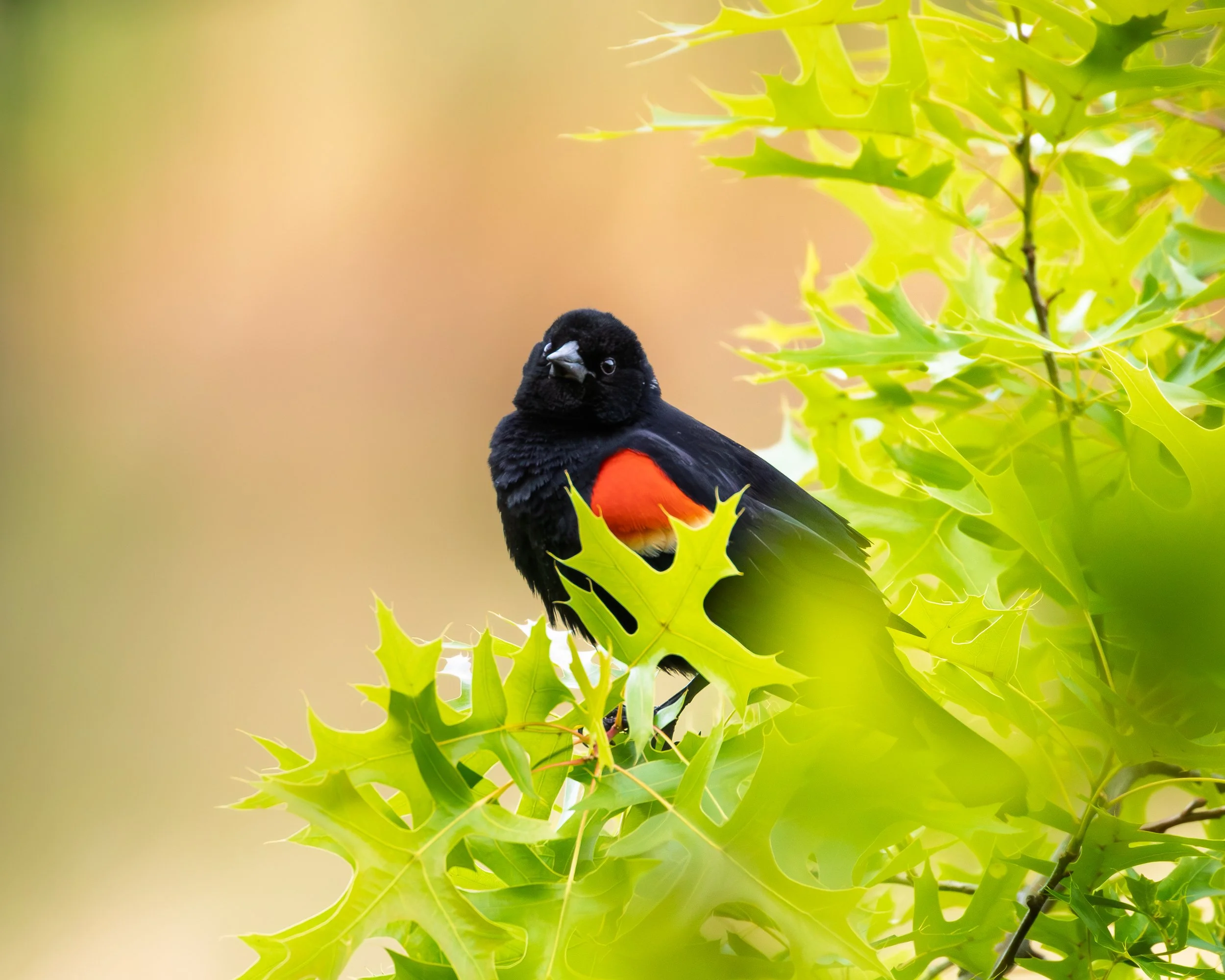 Red-Winged Blackbird