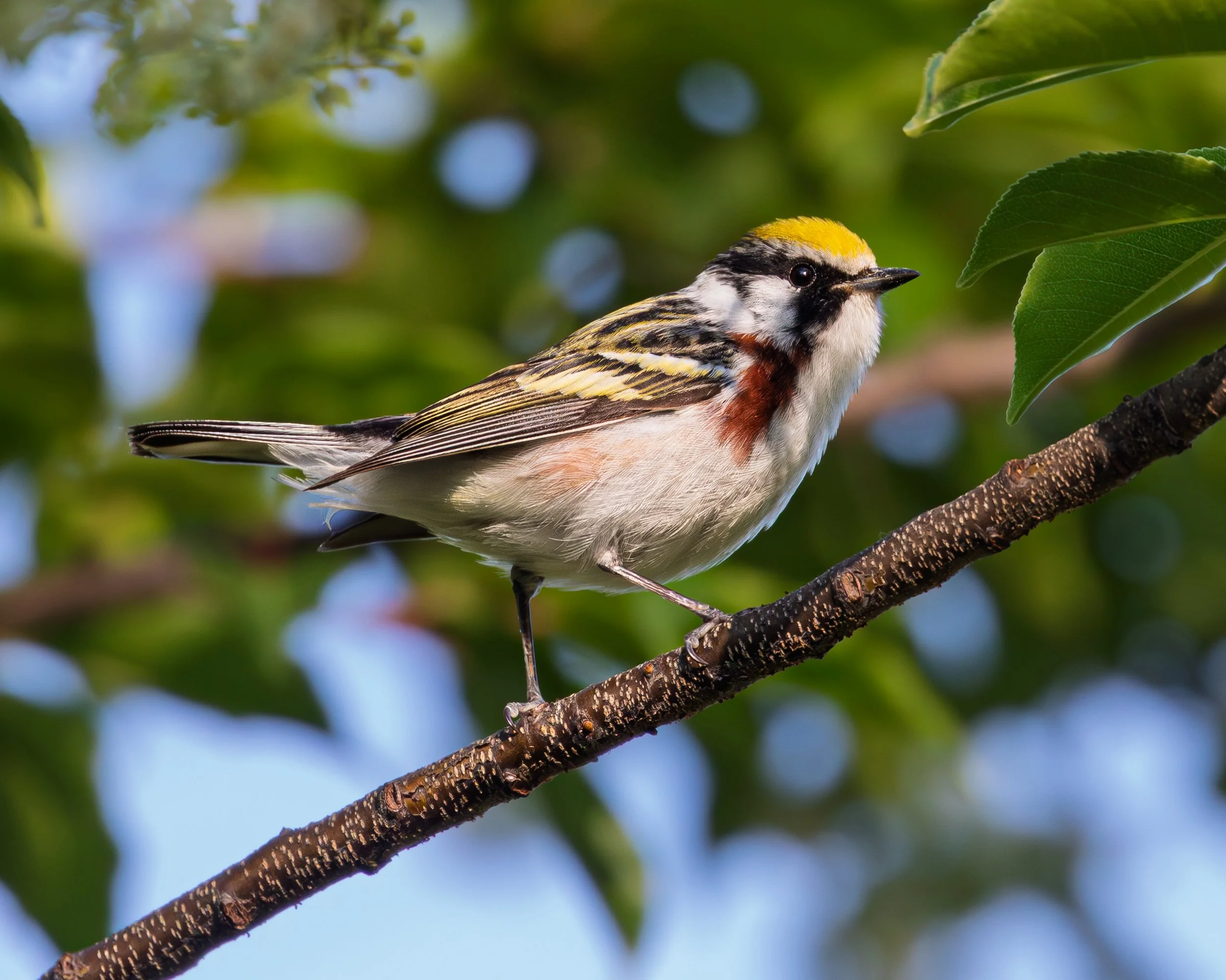 Chestnut Sided Warbler - Ridgewood Reservoir, Queens NY