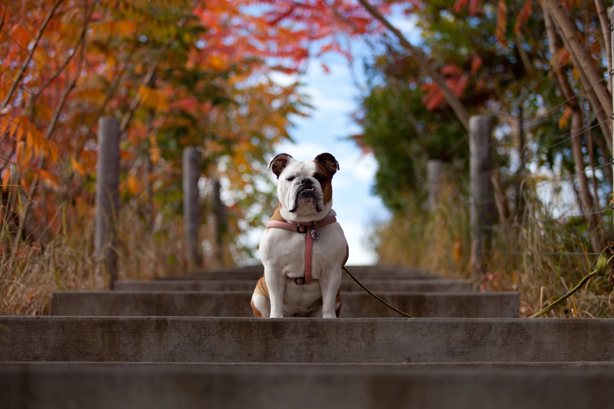 Dog Portraits