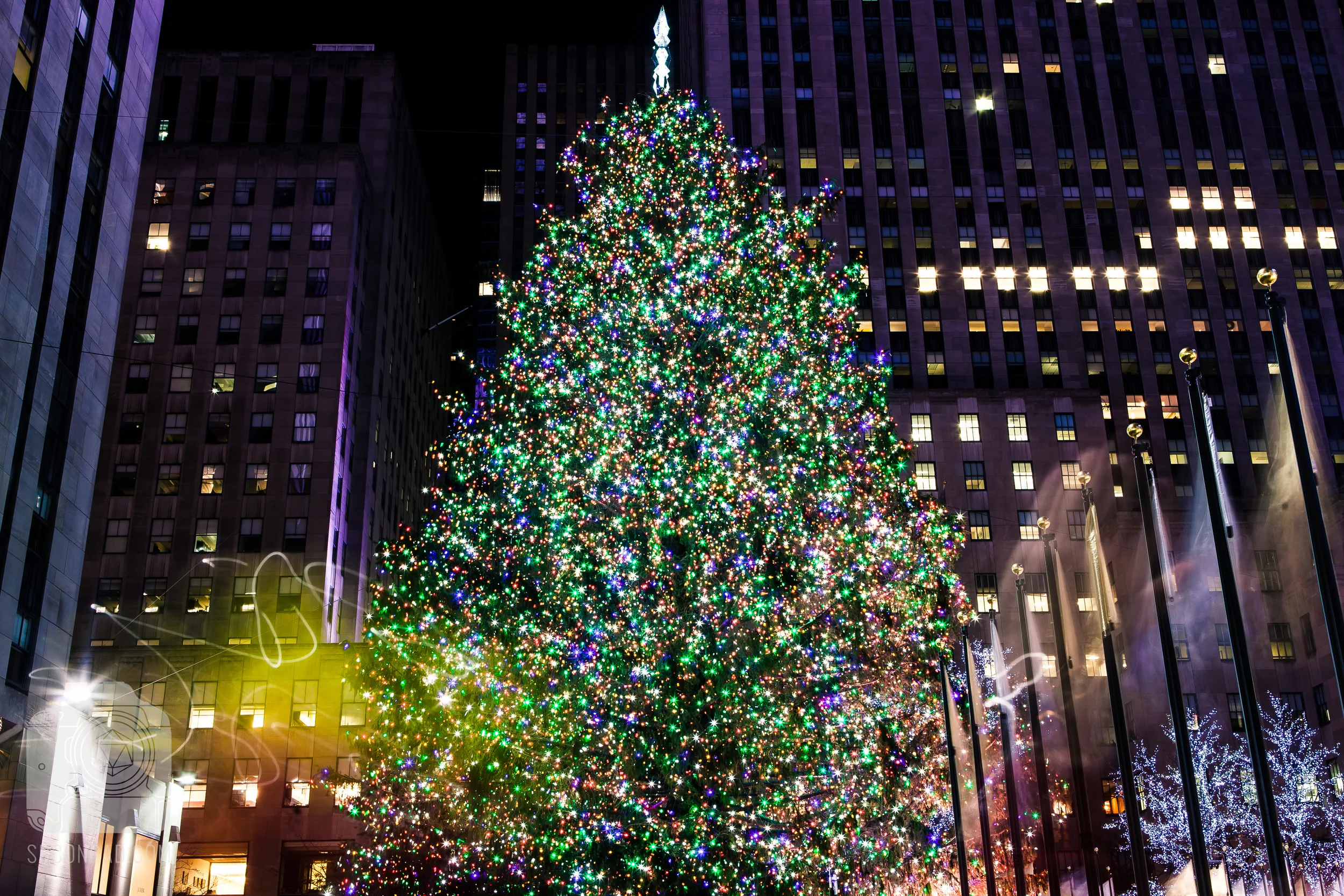 Tree HDR 4-.jpg