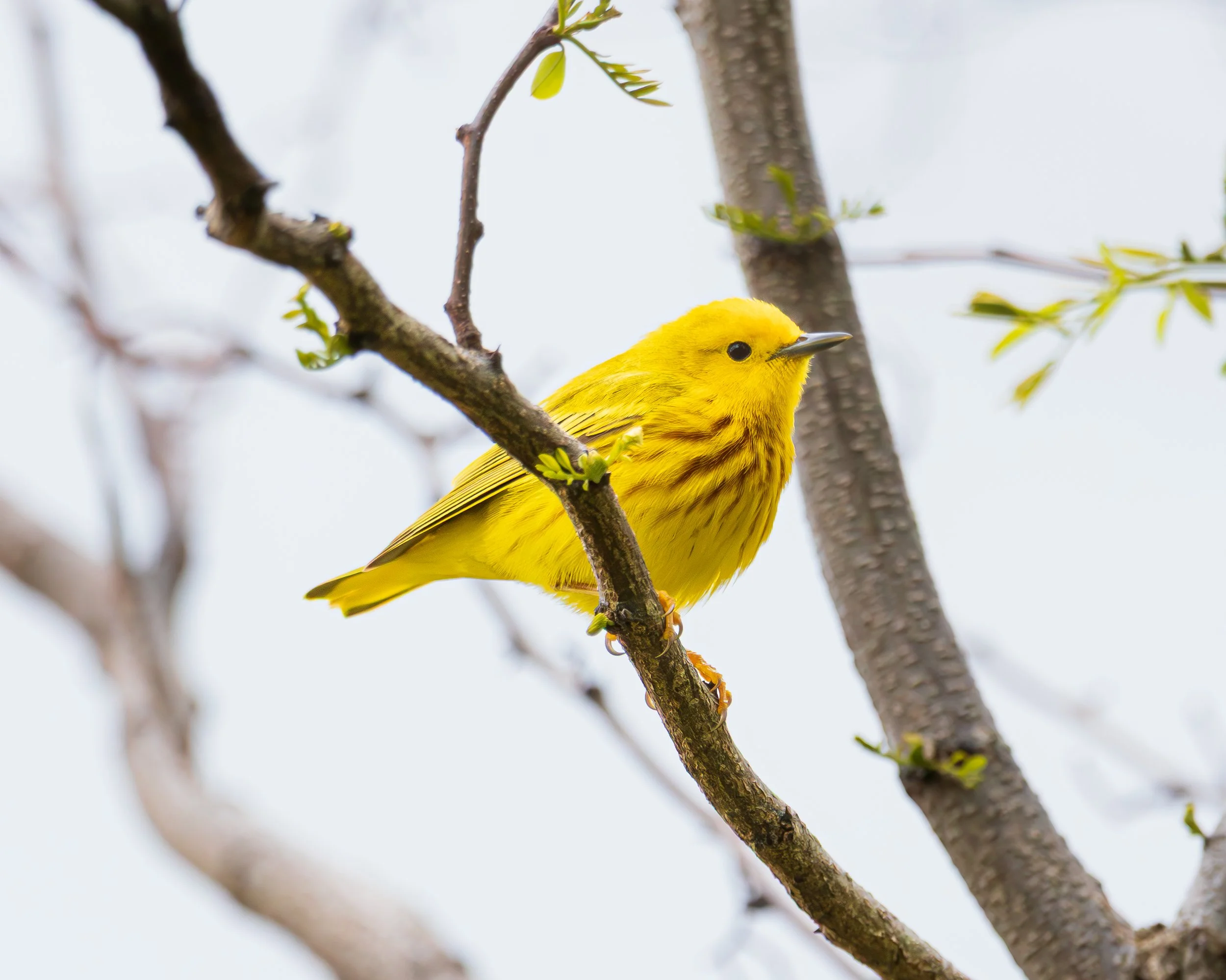 Northern Yellow Warbler - Ridgewood Reservoir, Queens NY
