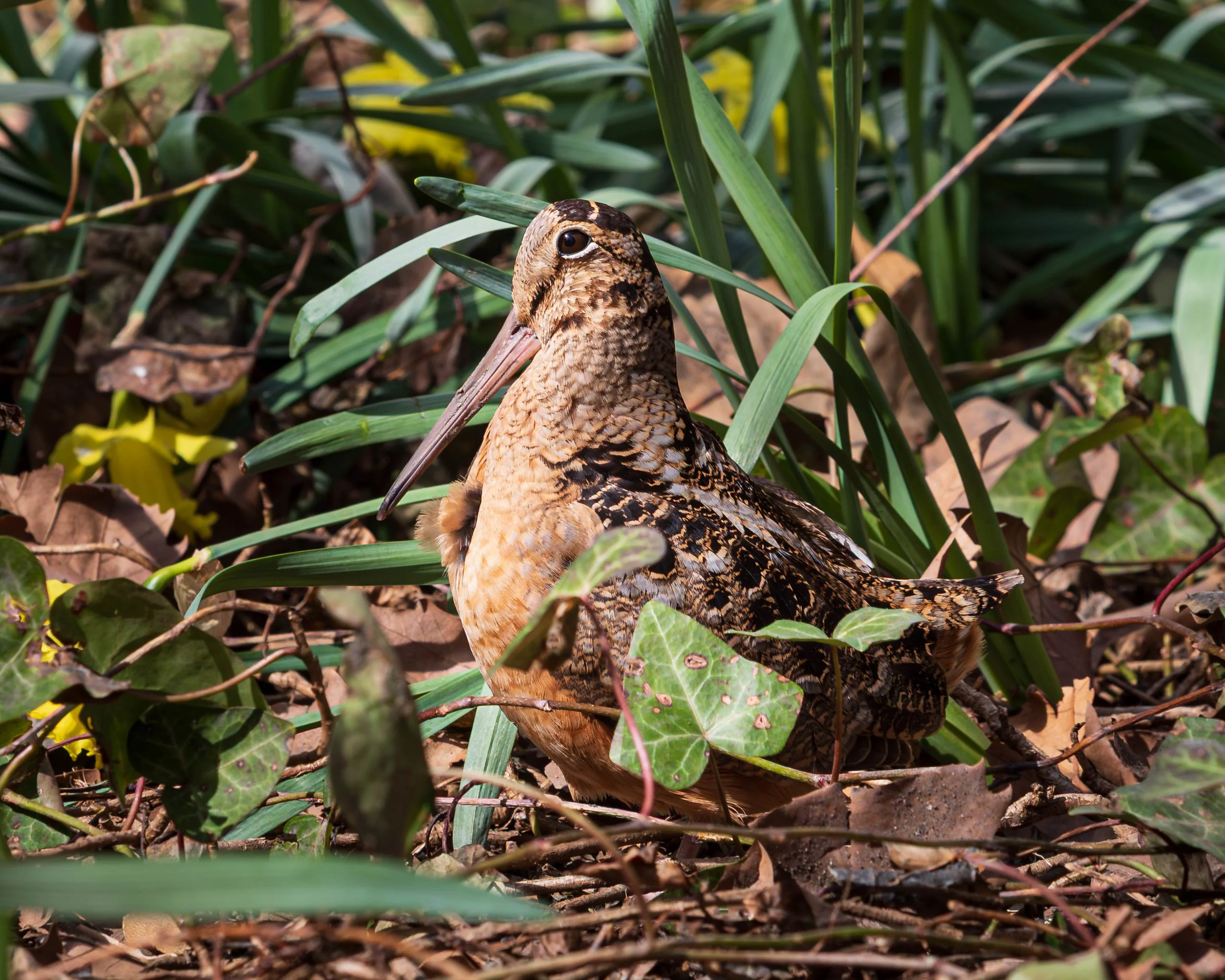 American Woodcock - Manhattan, NY