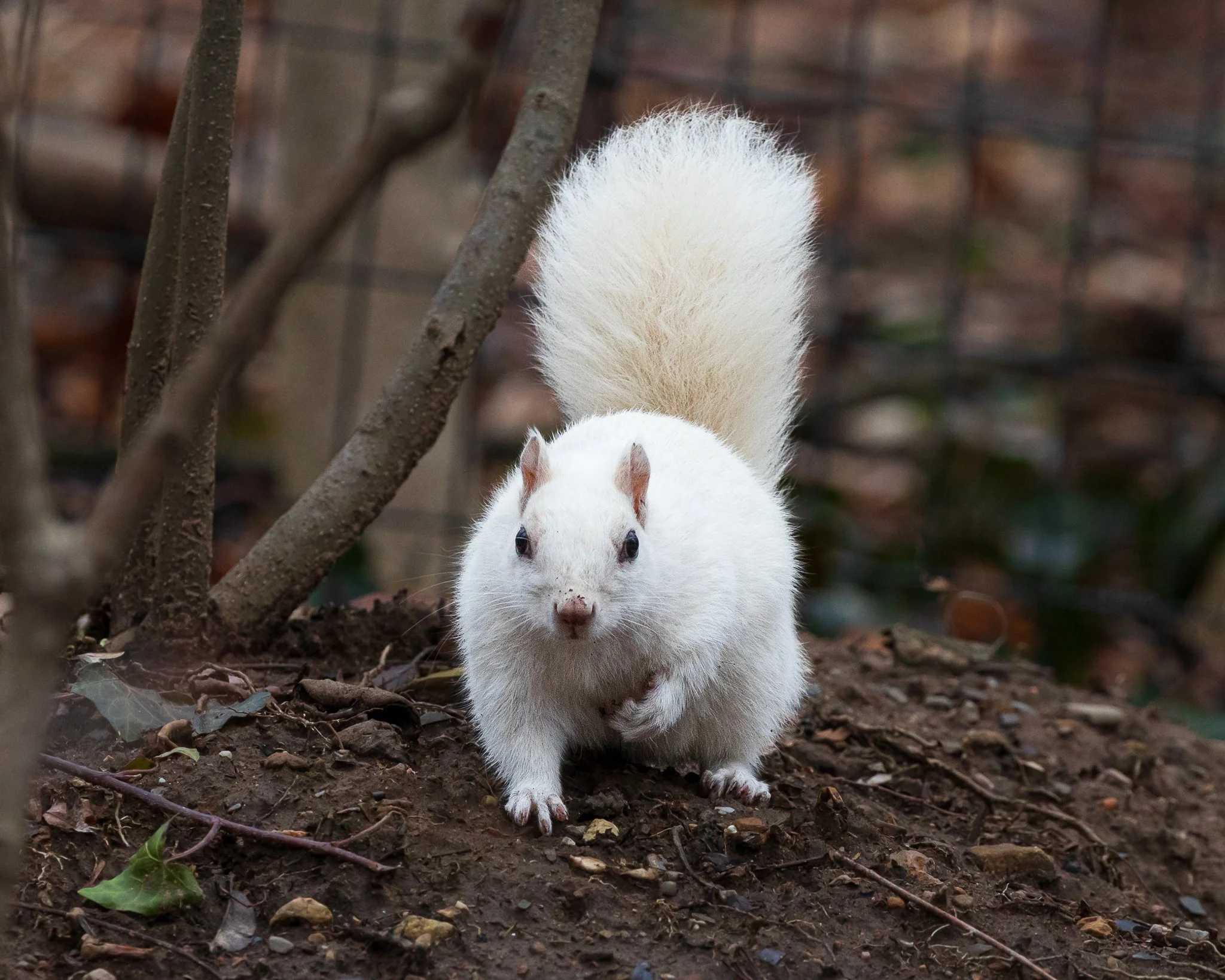 Leucistic Eastern Gray Squirrel - "Bumble" - Prospect Park, Brooklyn NY