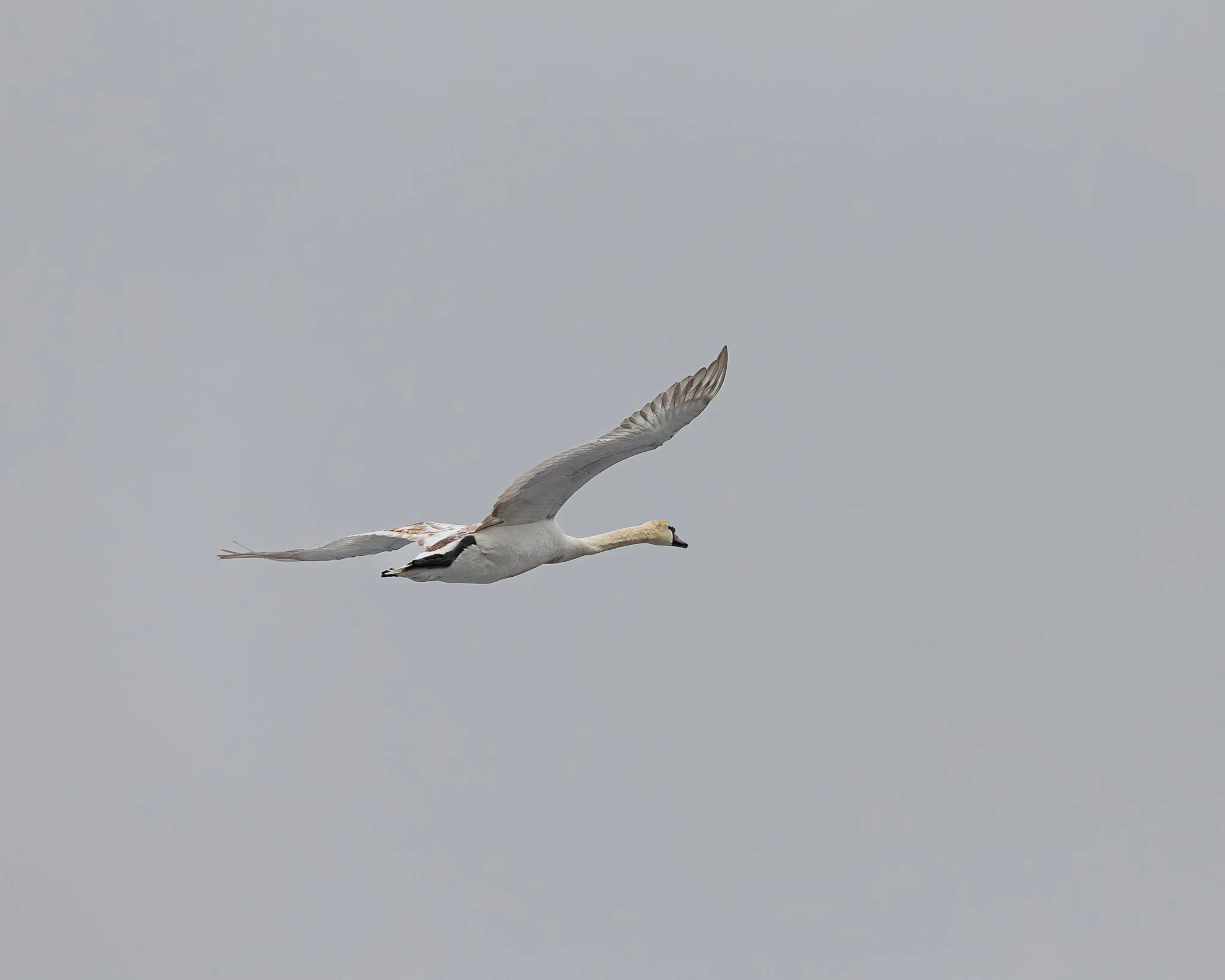 Mute Swan - Prospect Park, Brooklyn NY