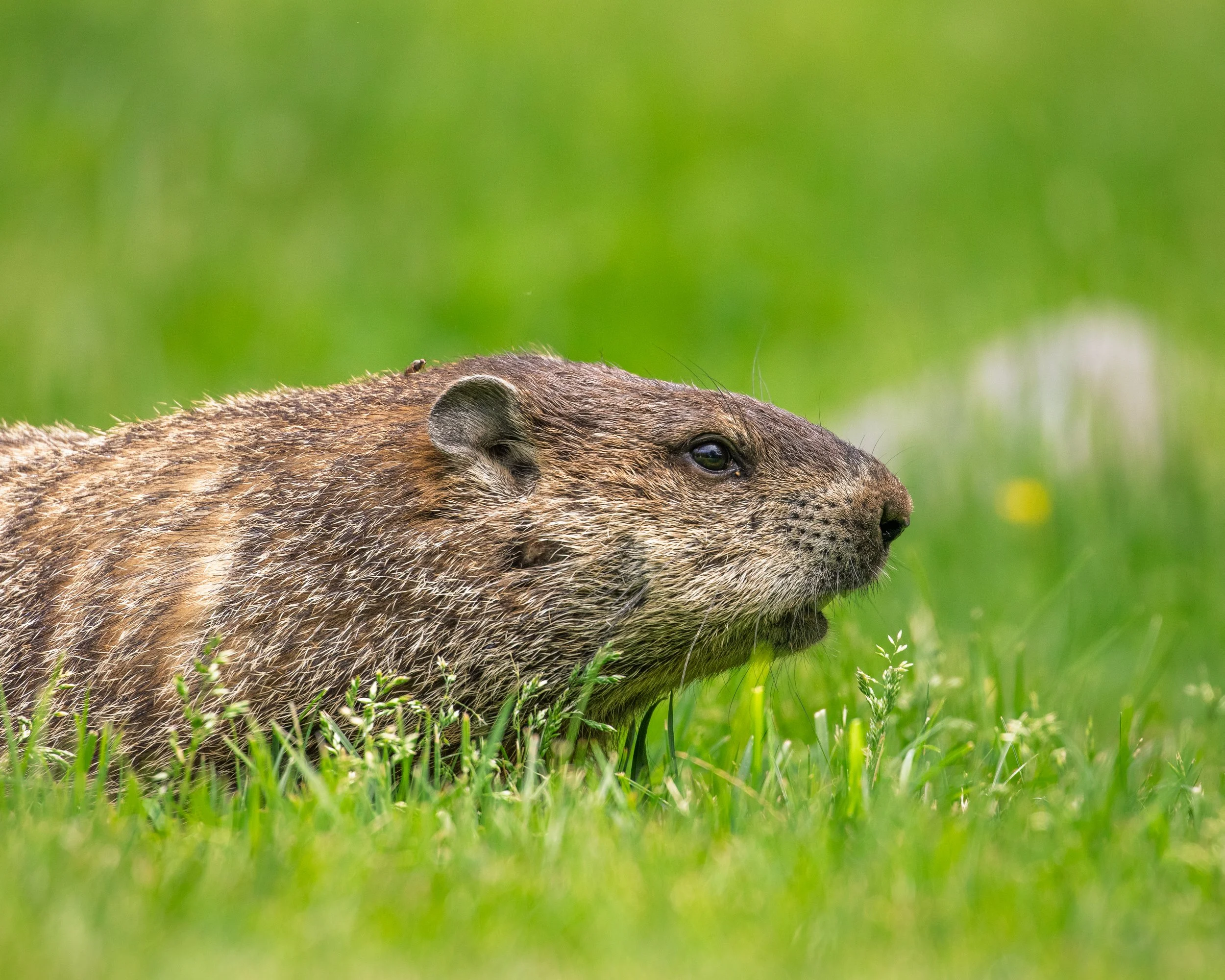 Groundhog - Green-Wood Cemetery, Brooklyn NY