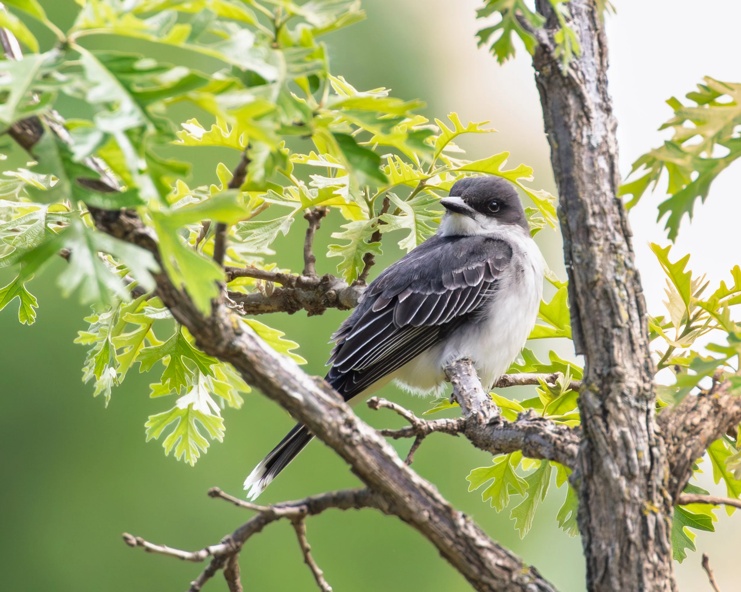 Eastern Kingbird - Green-Wood Cemetery, Brooklyn NY