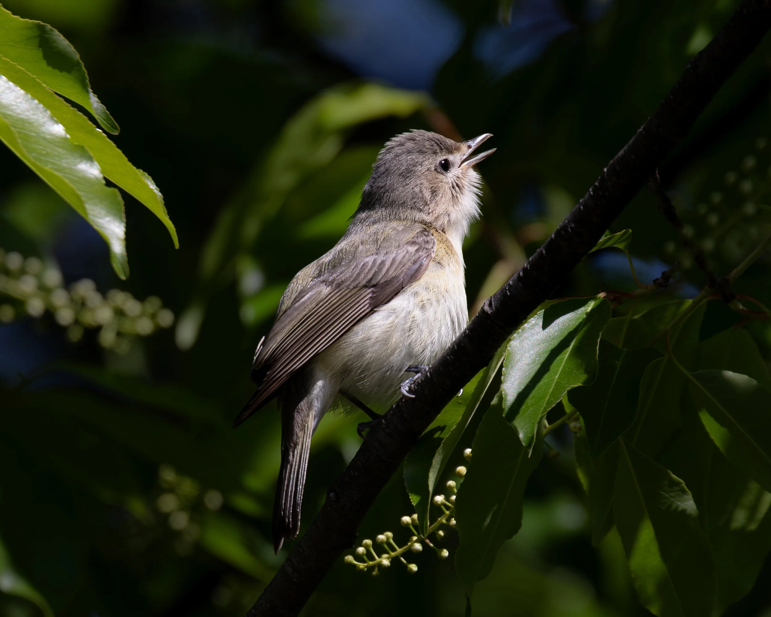 Eastern Warbling Vireo - Ridgewood Reservoir, Queens NY