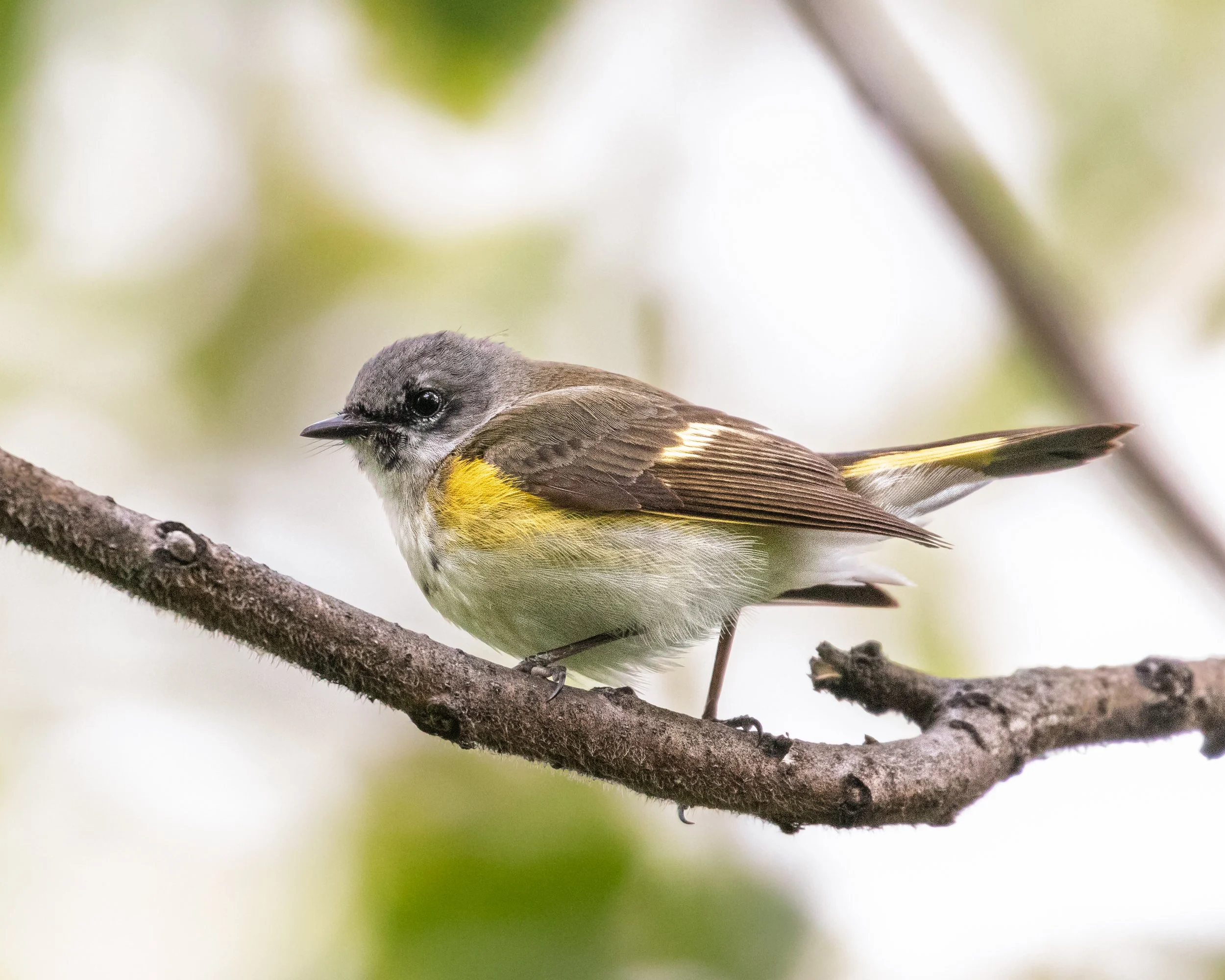 American Redstart - Ridgewood Reservoir, Queens NY