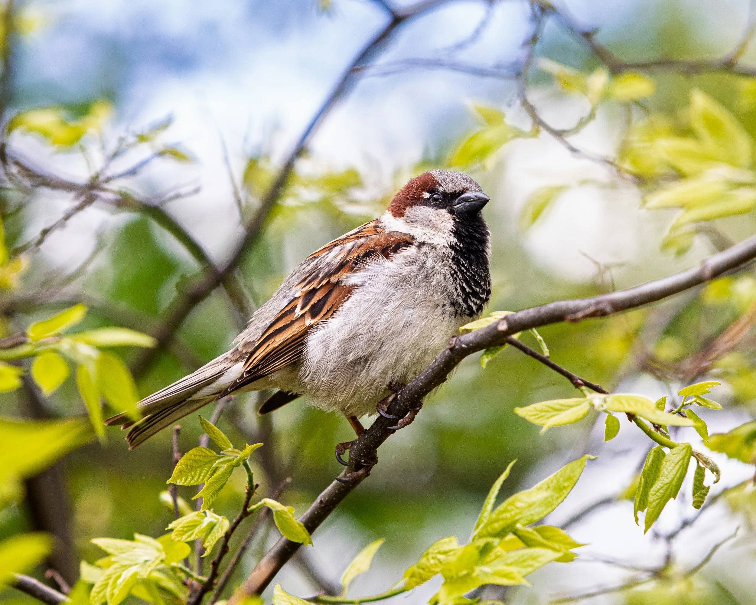 House Sparrow - Prospect Park, Brooklyn NY