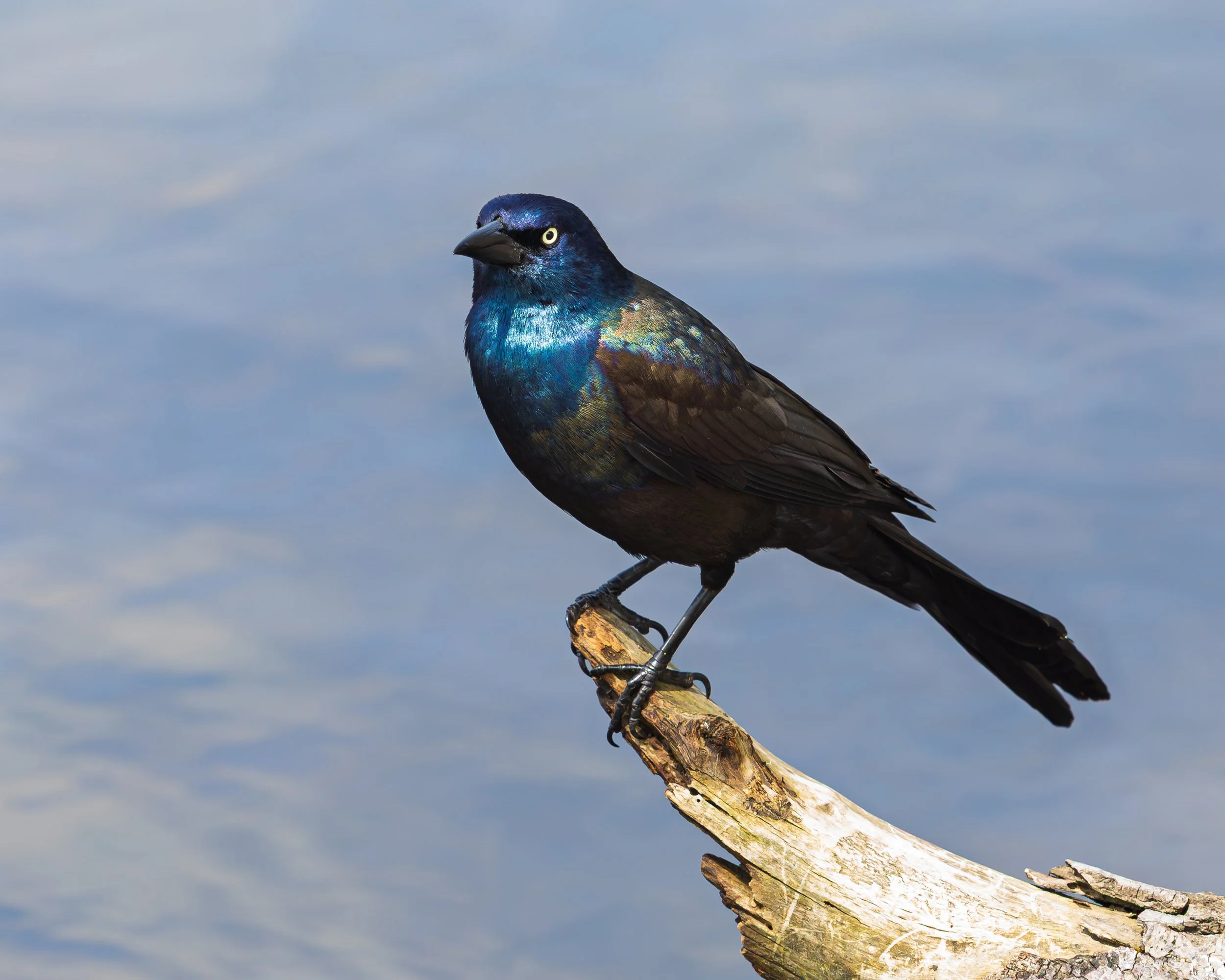 Common Grackle - Prospect Park, Brooklyn NY
