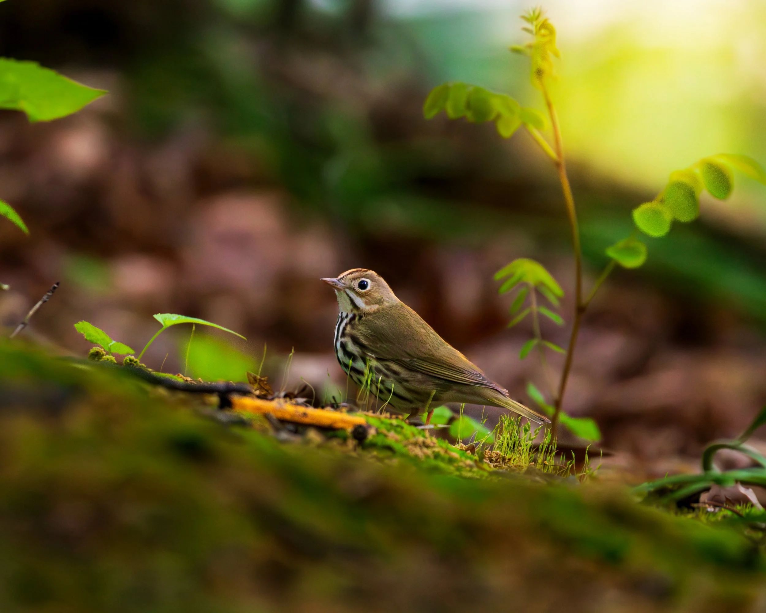 Ovenbird - Prospect Park, Brooklyn NY