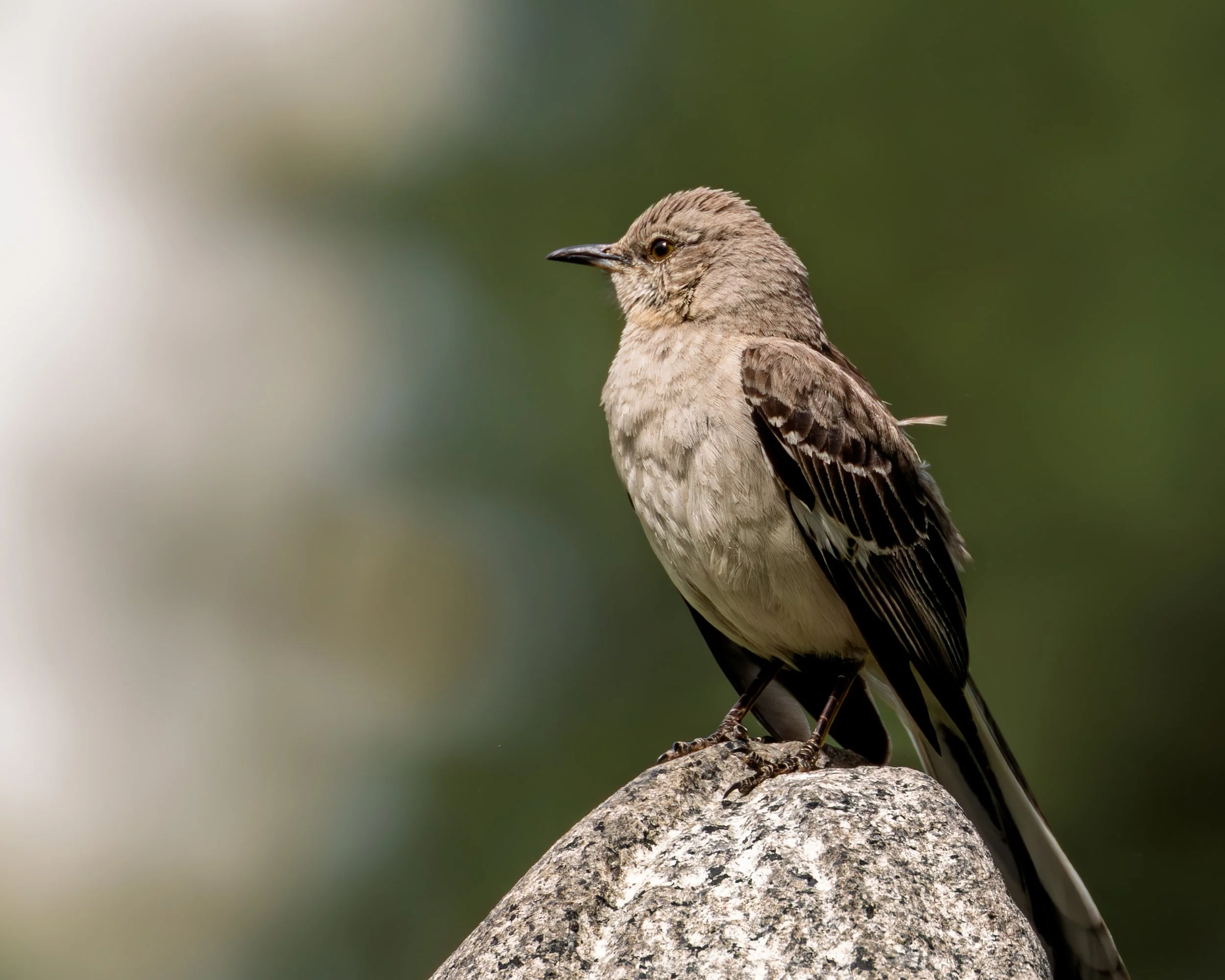 Northern Mockingbird - Green-Wood Cemetery, Brooklyn NY
